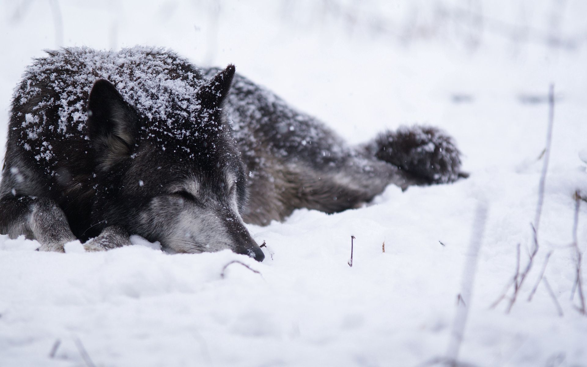 wolf, animals, snow, bw, chb, cold, snowstorm, bask Phone Background