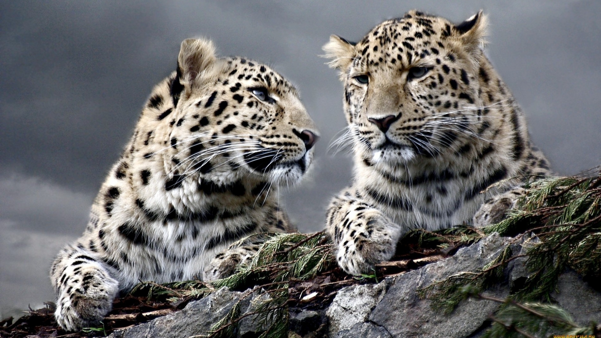 animals, leopards phone wallpaper