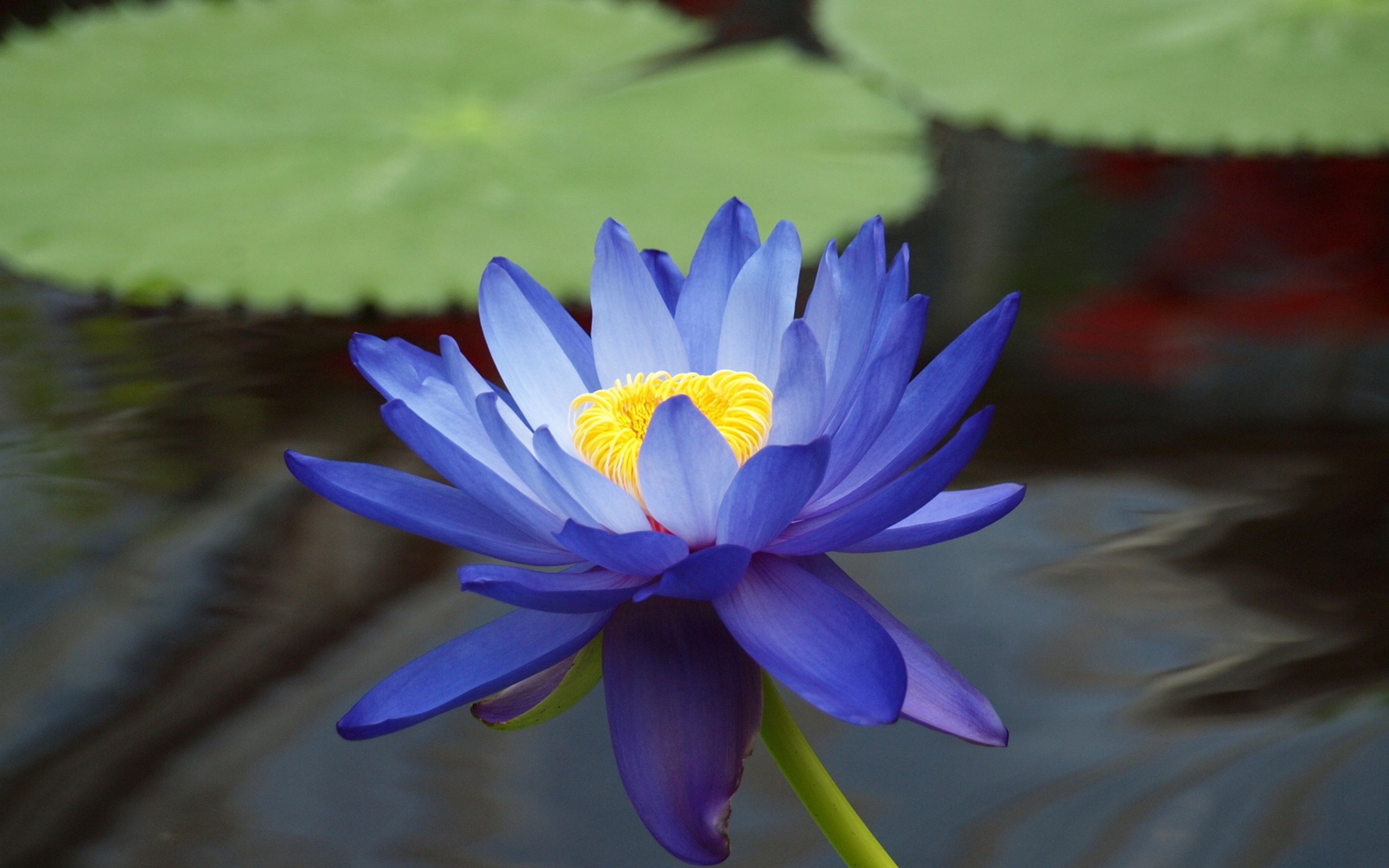 earth, water lily, flower wallpaper for mobile