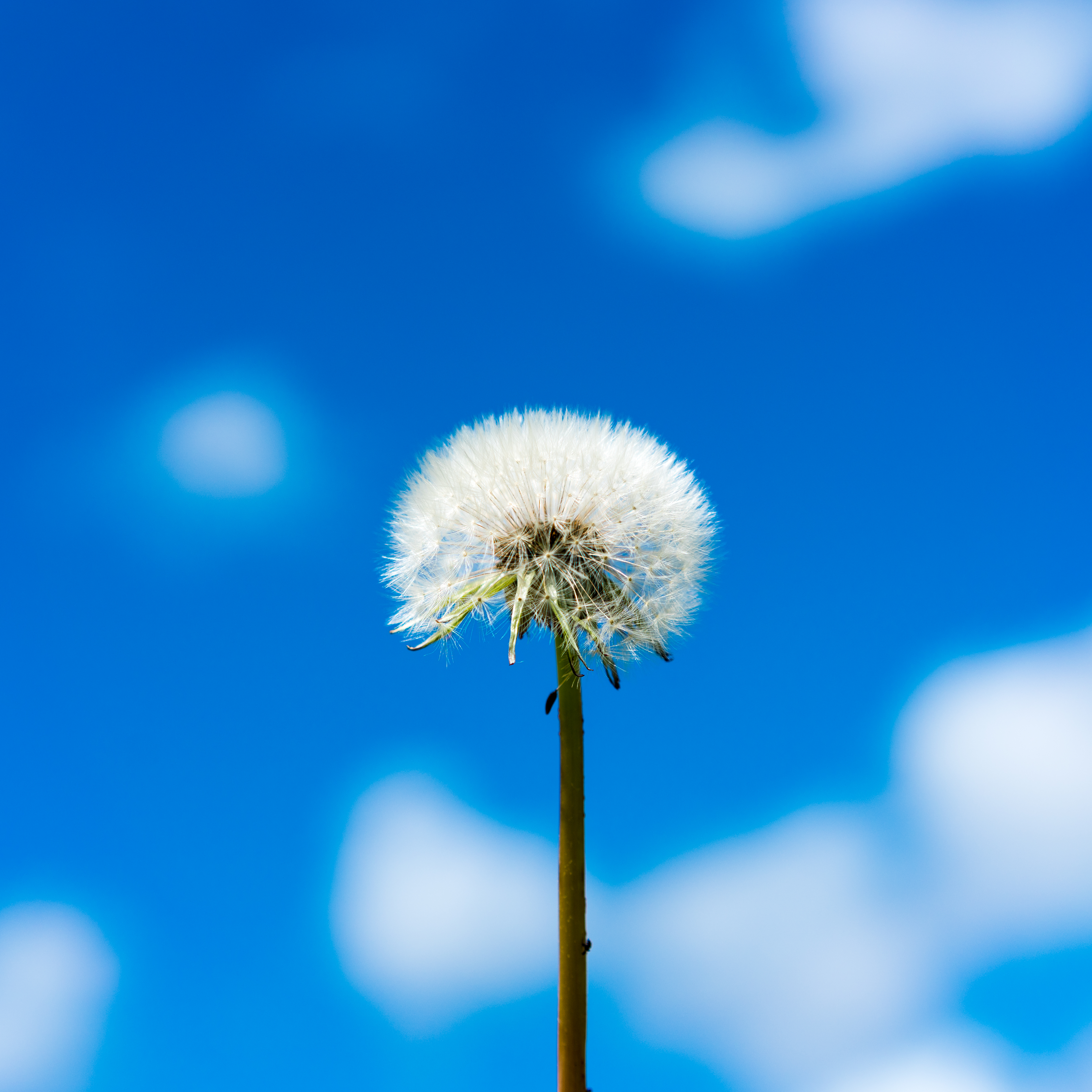 Download PC Wallpaper flower, sky, clouds, macro, dandelion, fluff, fuzz