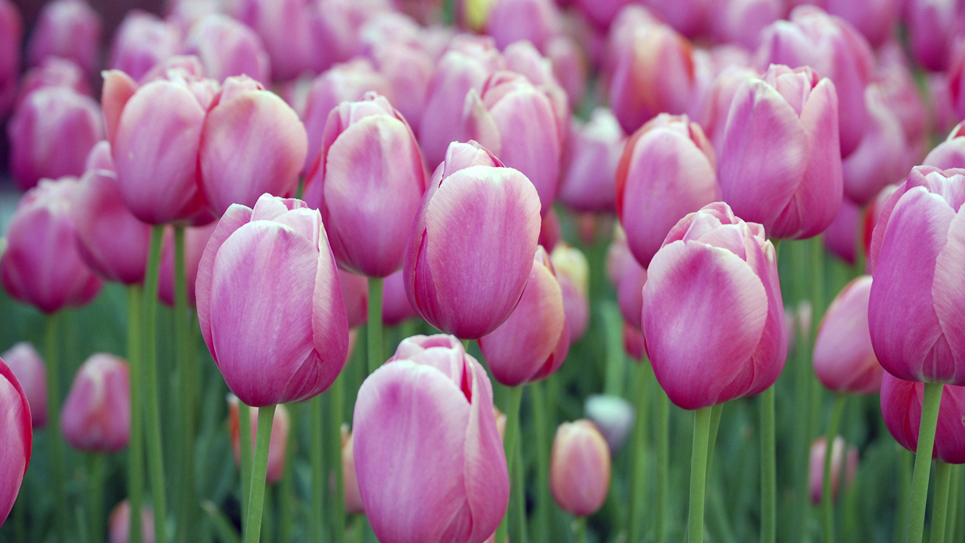 40494 Bildschirmschoner und Hintergrundbilder Tulpen auf Ihrem Telefon. Laden Sie  Bilder kostenlos herunter