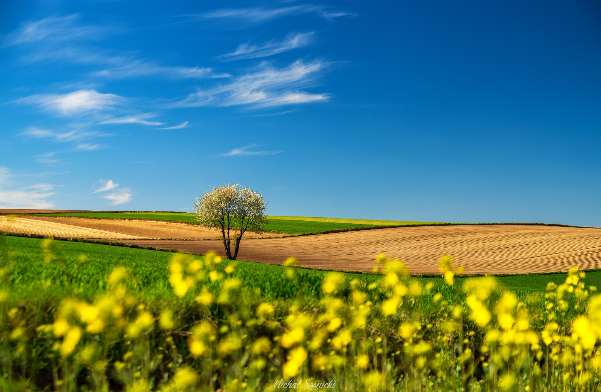 Лето земля. Поля Польши фон. Field of Poland.