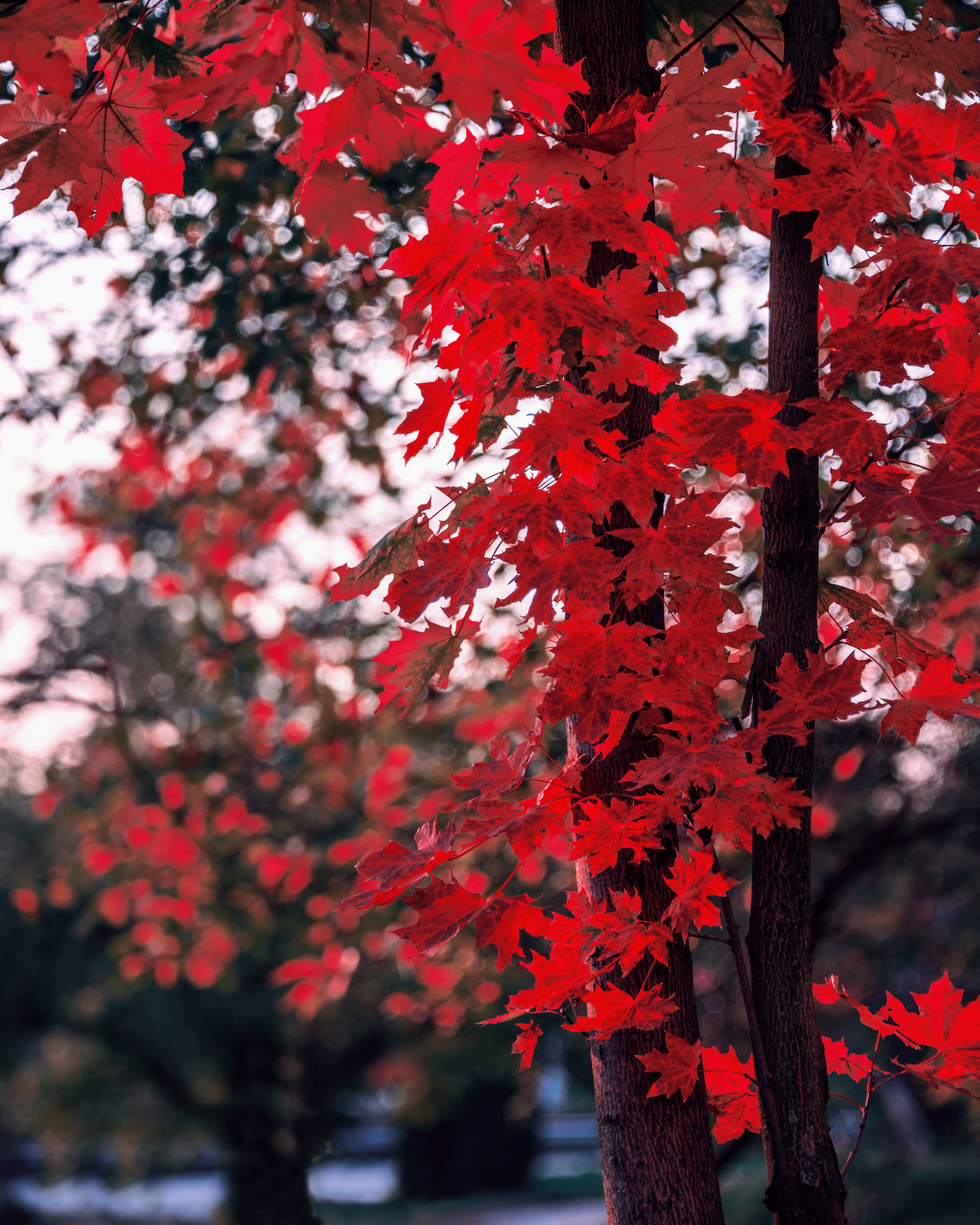 blur, leaves, maple, wood, smooth, nature, autumn, tree, branches