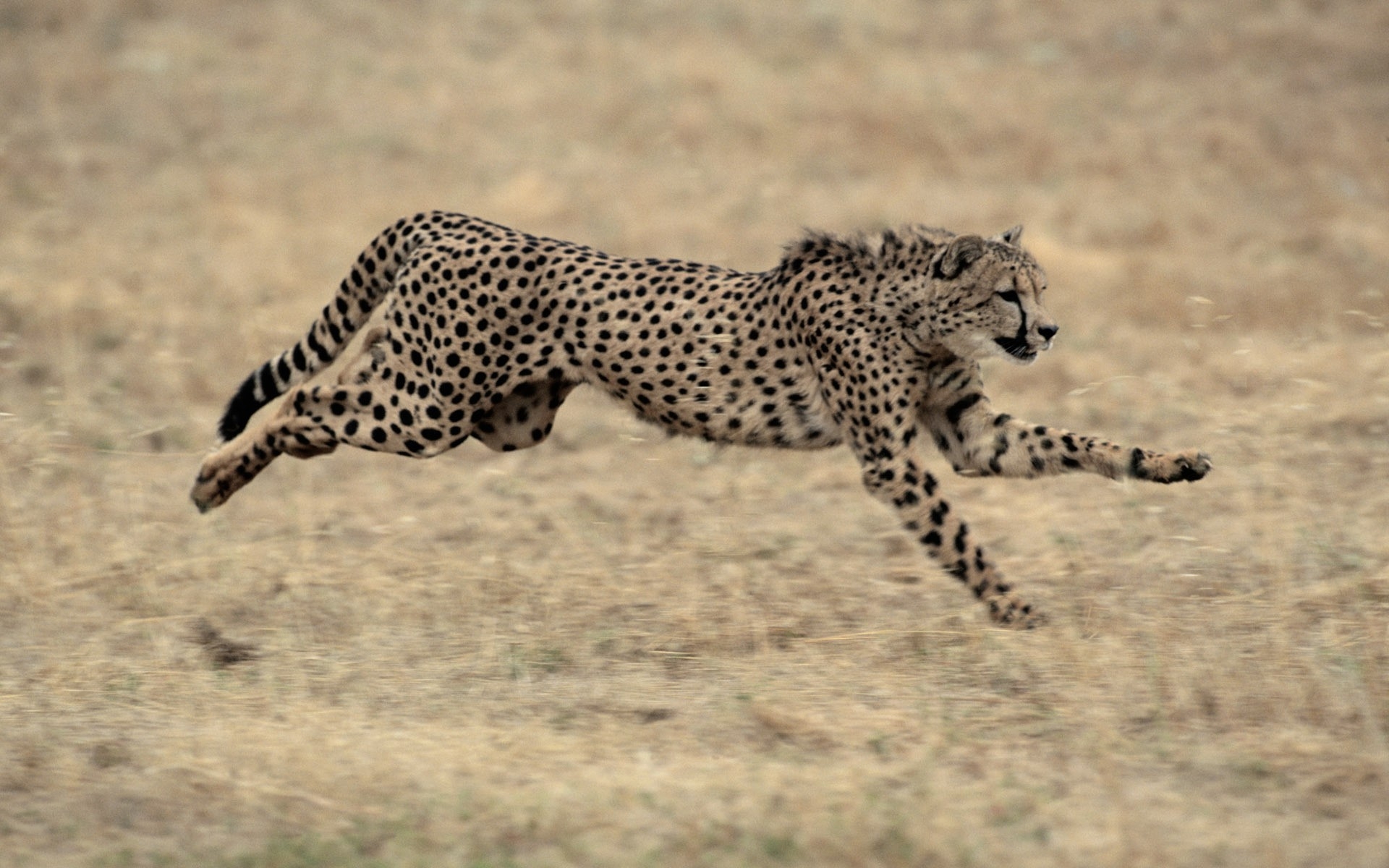 Леопард в прыжке и гепард