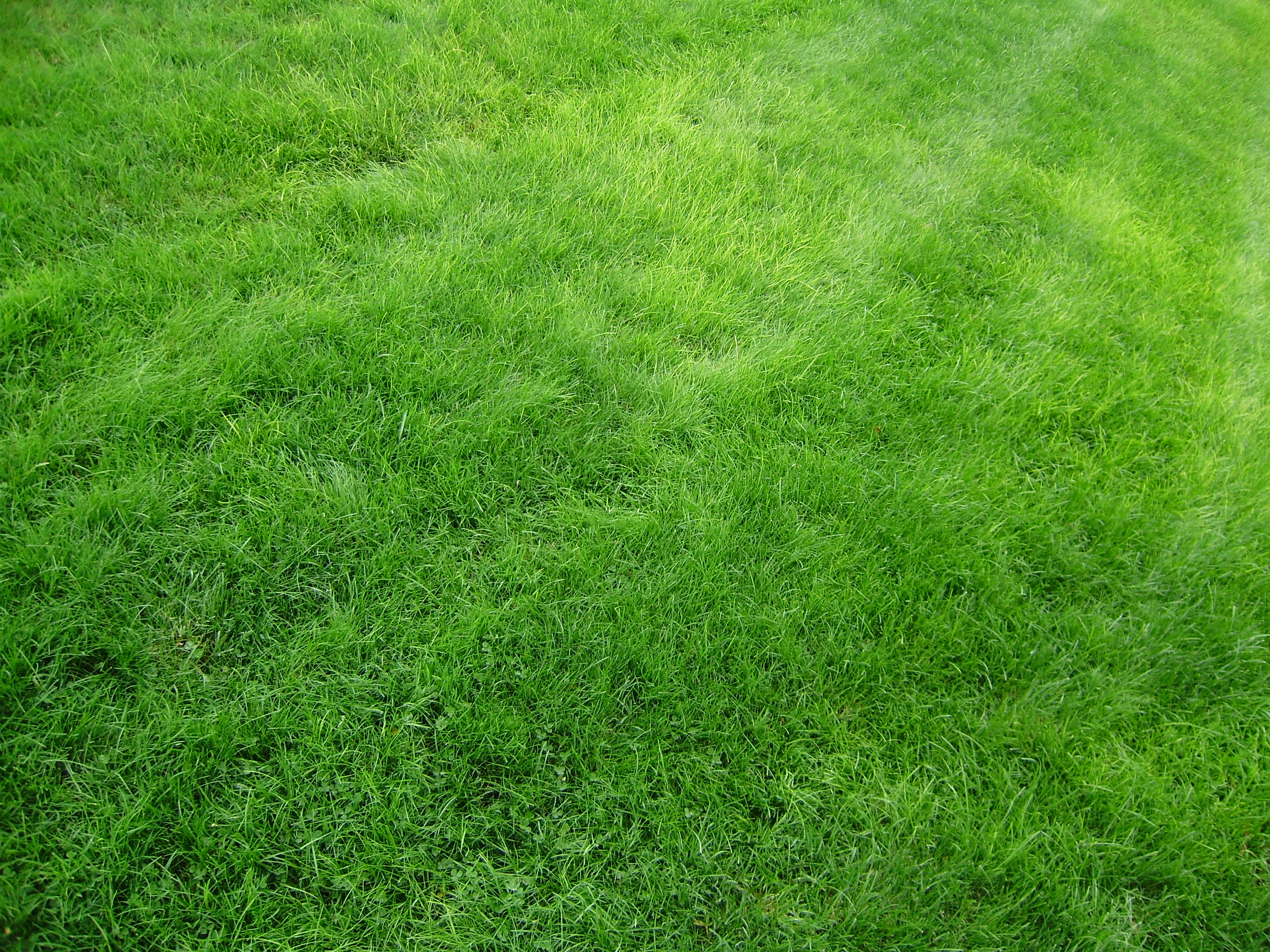 Lawn Vertical Background