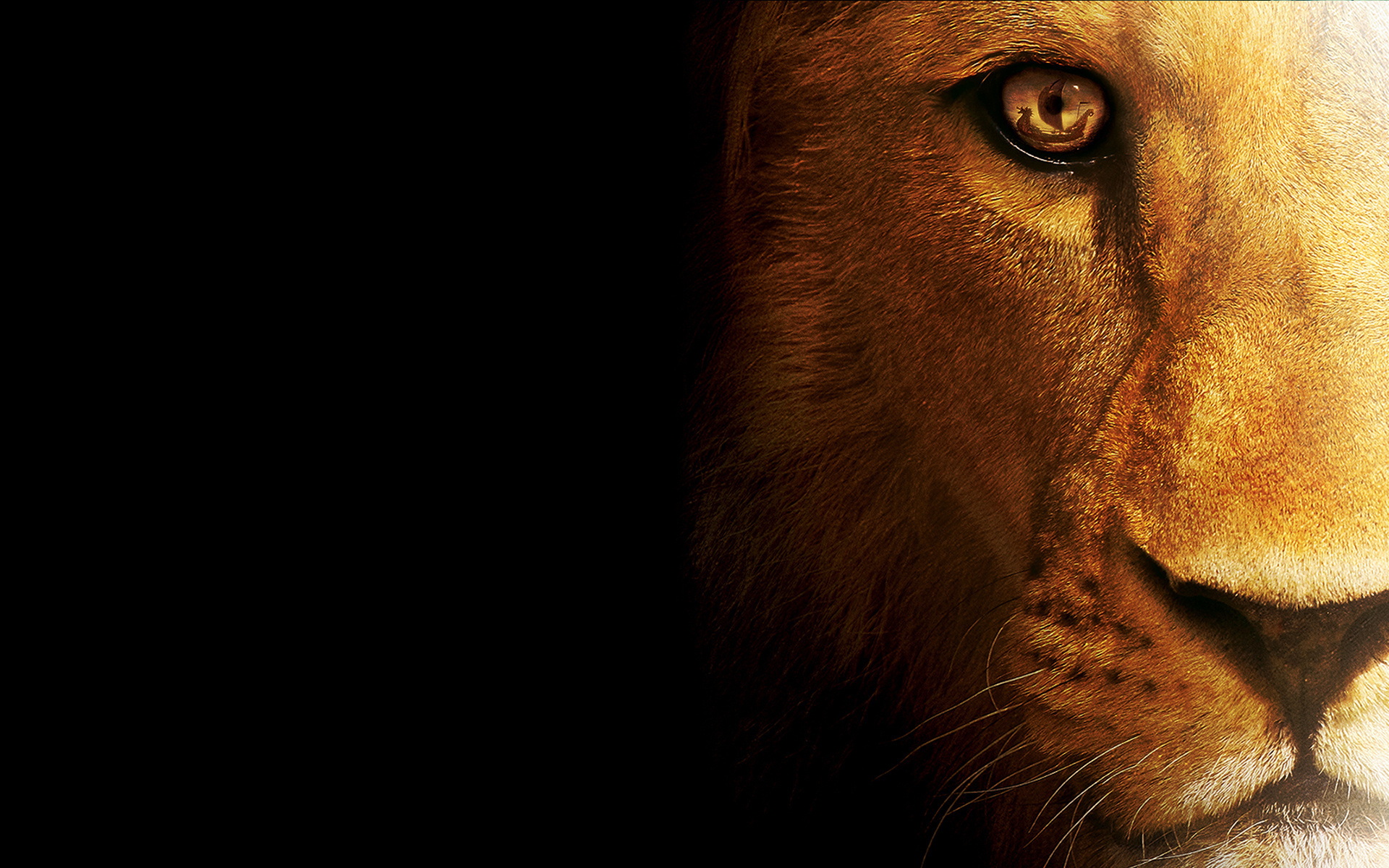 210289 télécharger l'image lion, animaux, fermer, chats - fonds d'écran et économiseurs d'écran gratuits