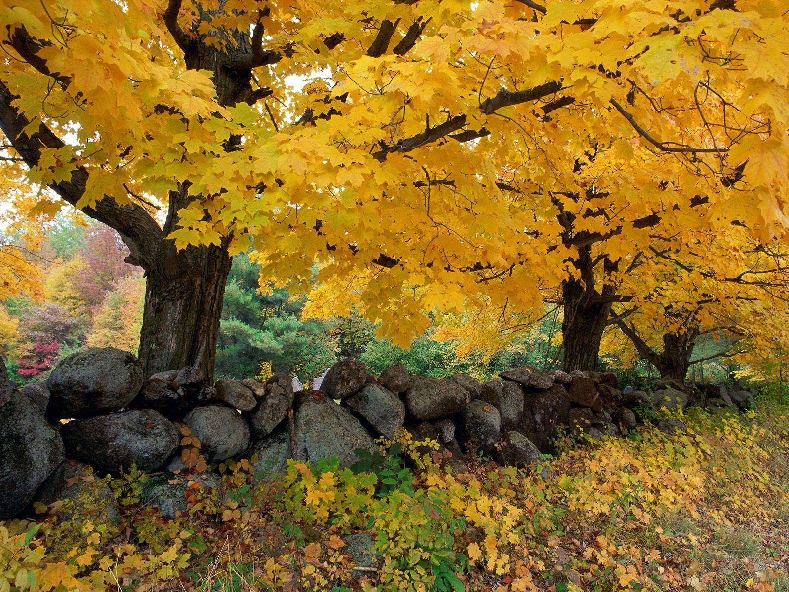 Скачать картинку Природа, Деревья, Листья, Осень в телефон бесплатно.