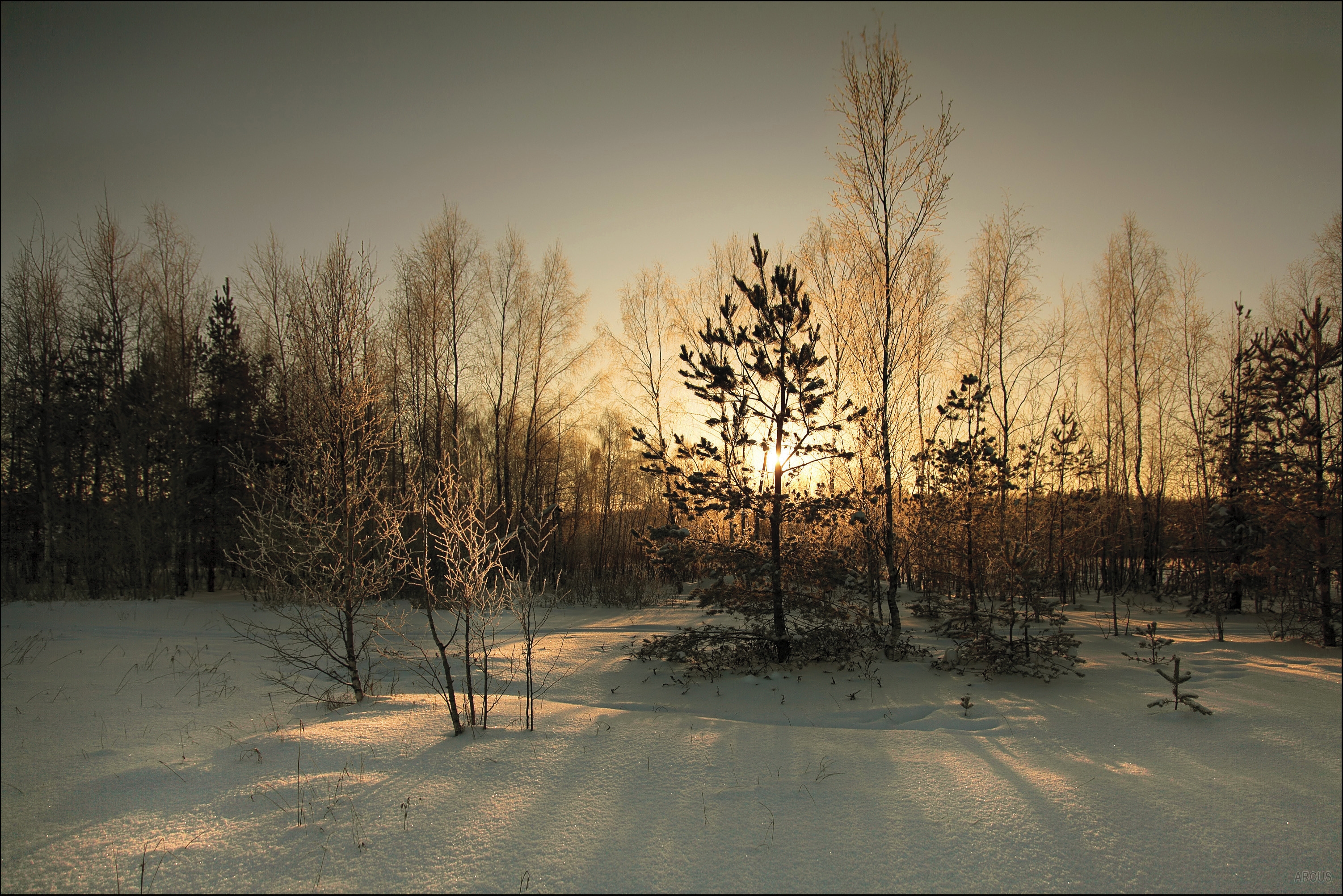 winter, nature, sun, forest, cover 1080p