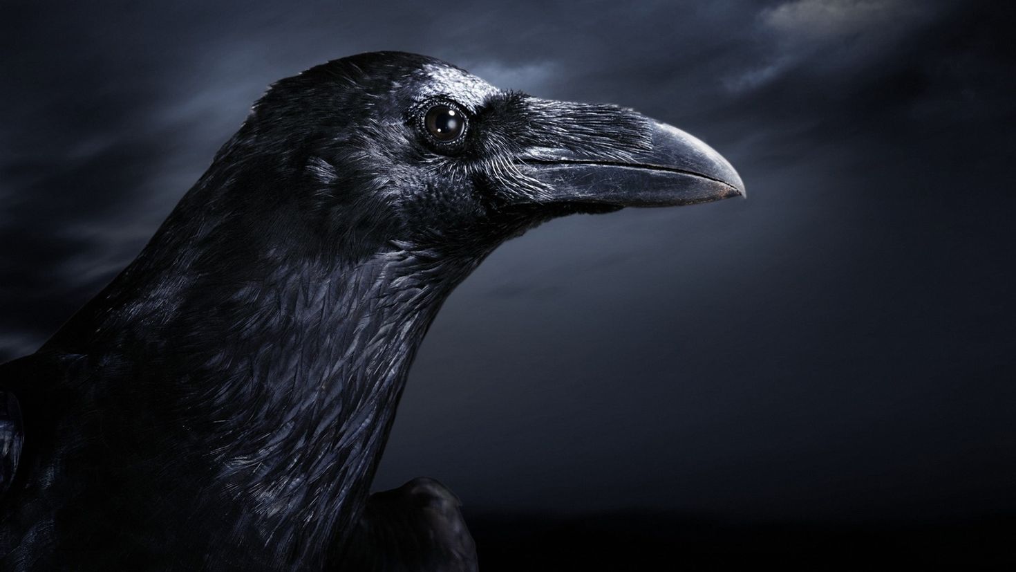 Dark crow. Белошейная ворона. Ворон на рабочий стол. Глаза ворона. Ворона фото.