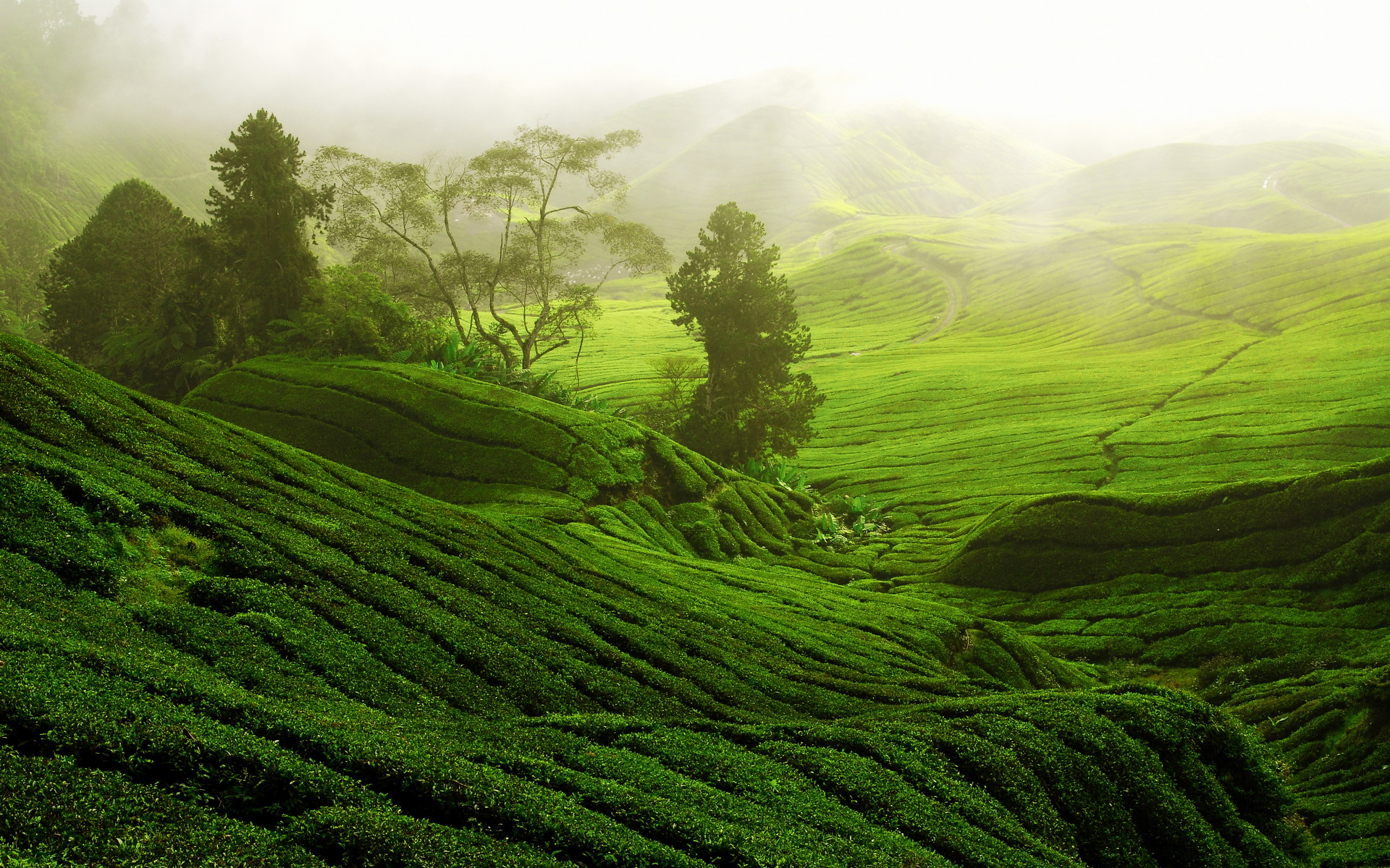 Шри ланка лес. Индия Дарджилинг чайные плантации. Шри Ланка чайные плантации. Лунцзин плантации. Остров Цейлон чайная плантация..