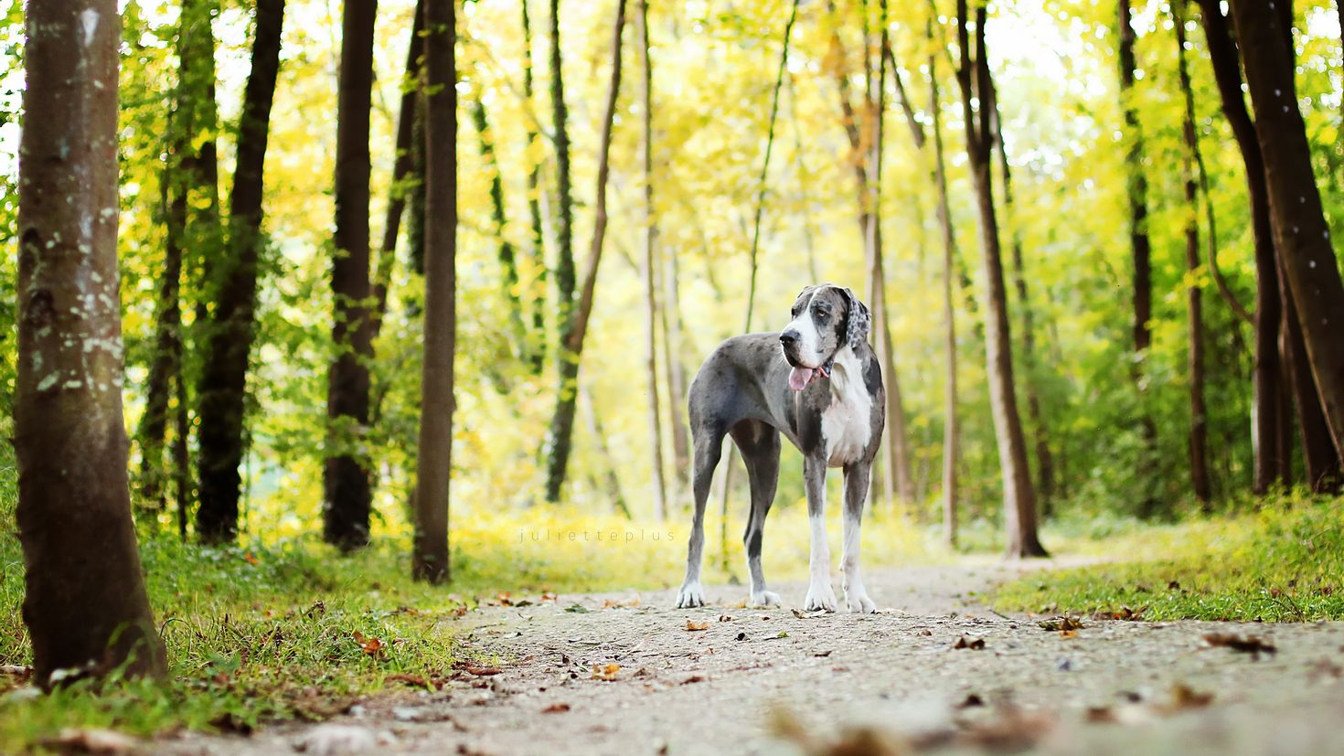 Дог обои. Great Dane. Немецкий дог. Немецкий дог обои. Немецкий дог в лесу.