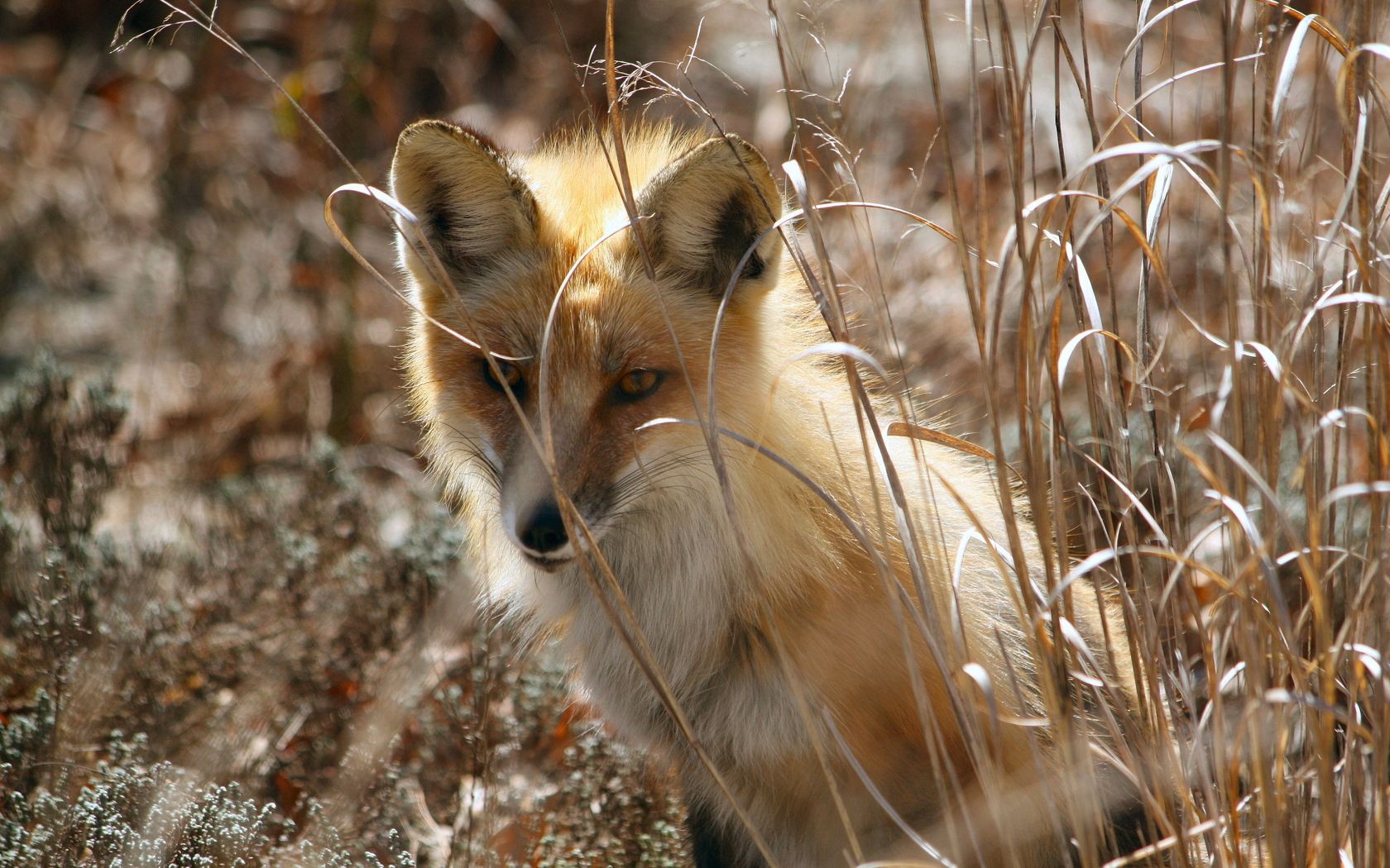animals, grass, fox, sit, hide Phone Background