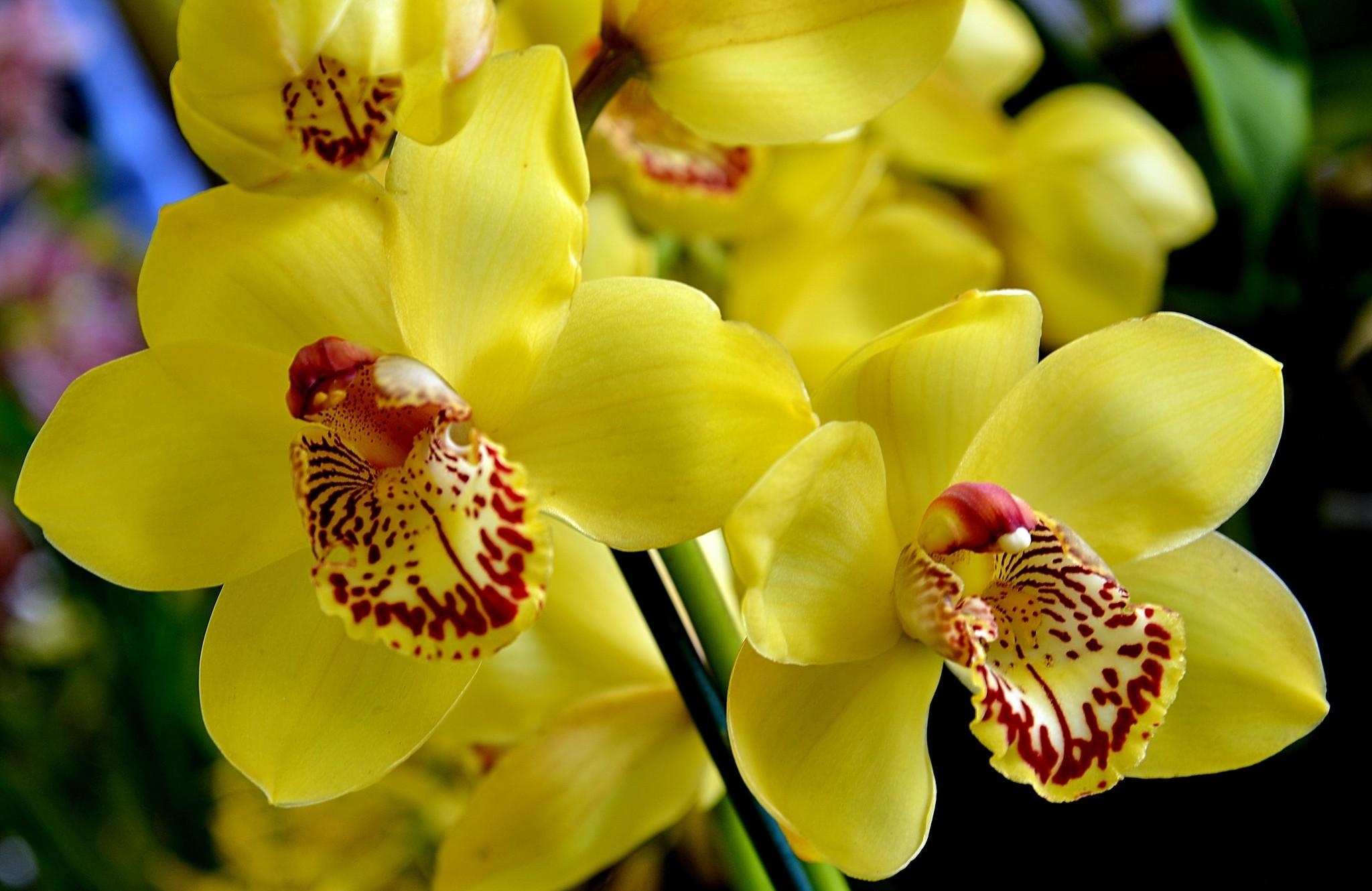 Orchid Desktop Wallpaper