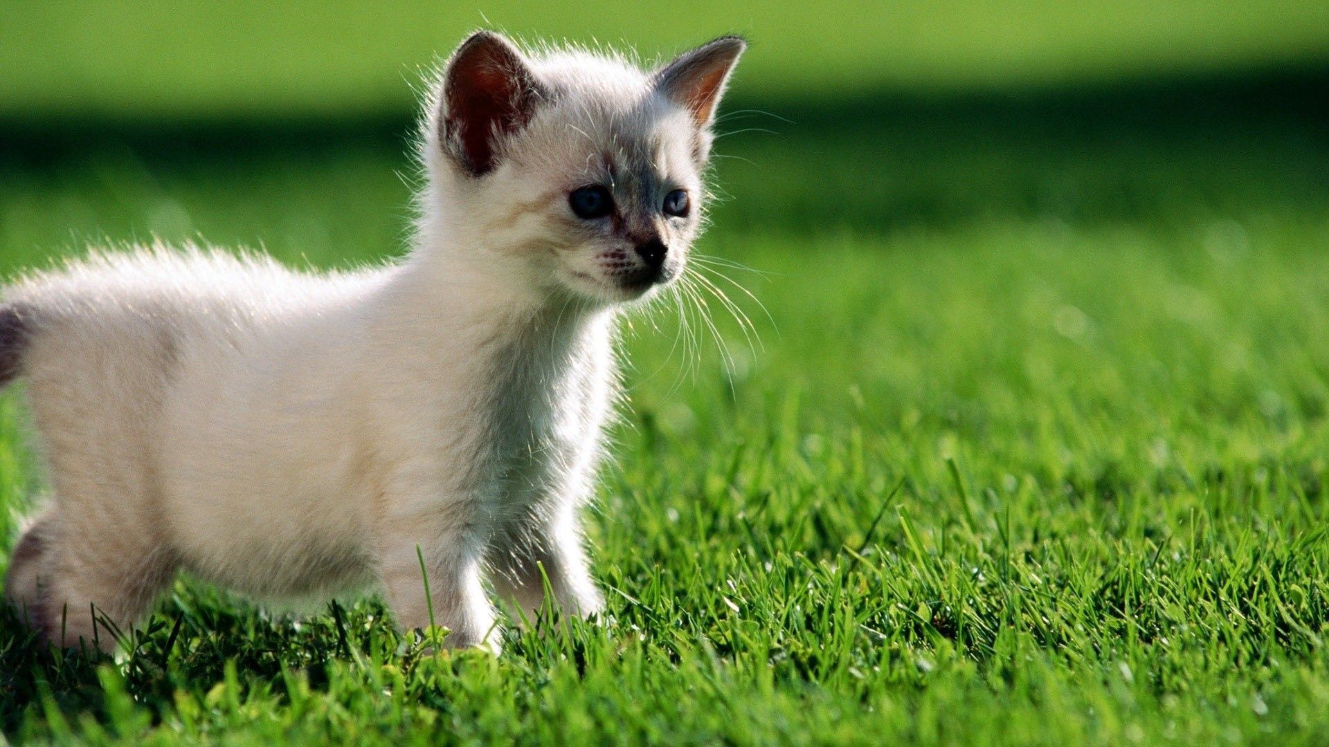 animals, grass, shine, light, kitty, kitten, stroll, curiosity