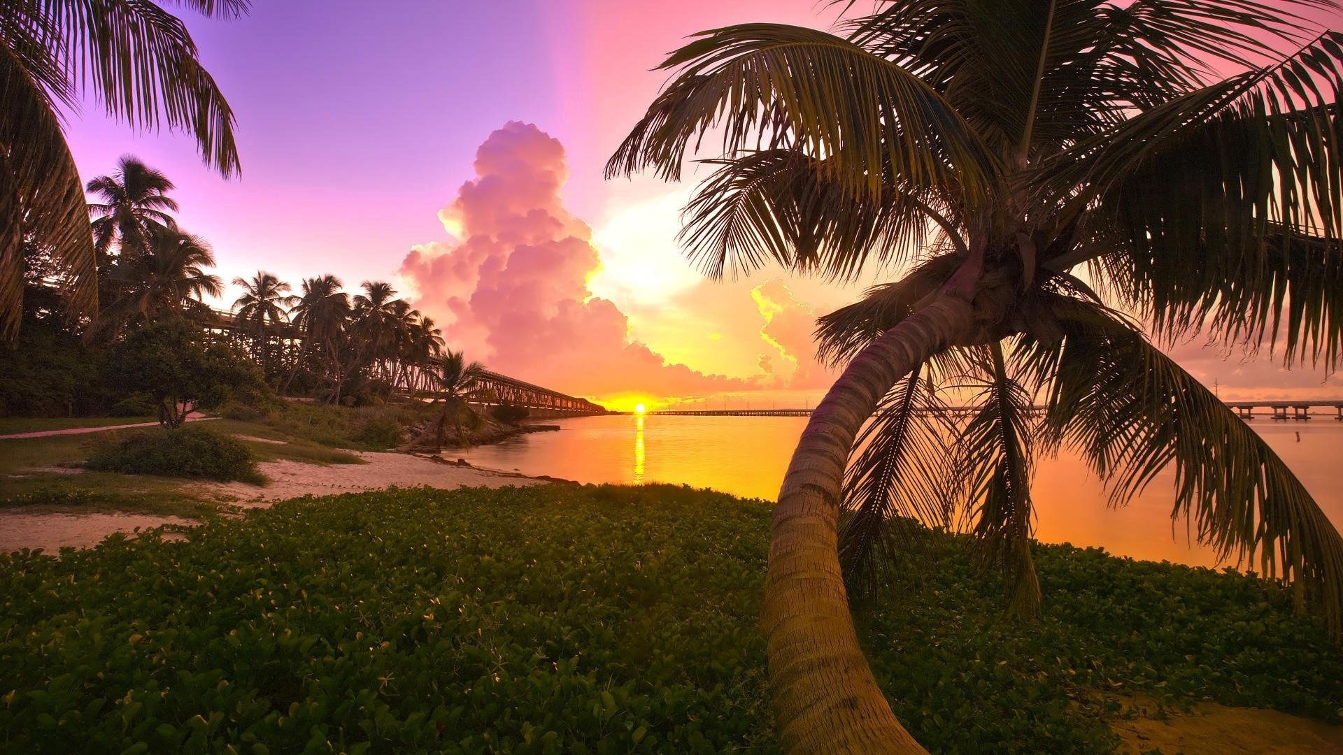 palm, nature, sunset, shore, bank, bridge, evening HD wallpaper