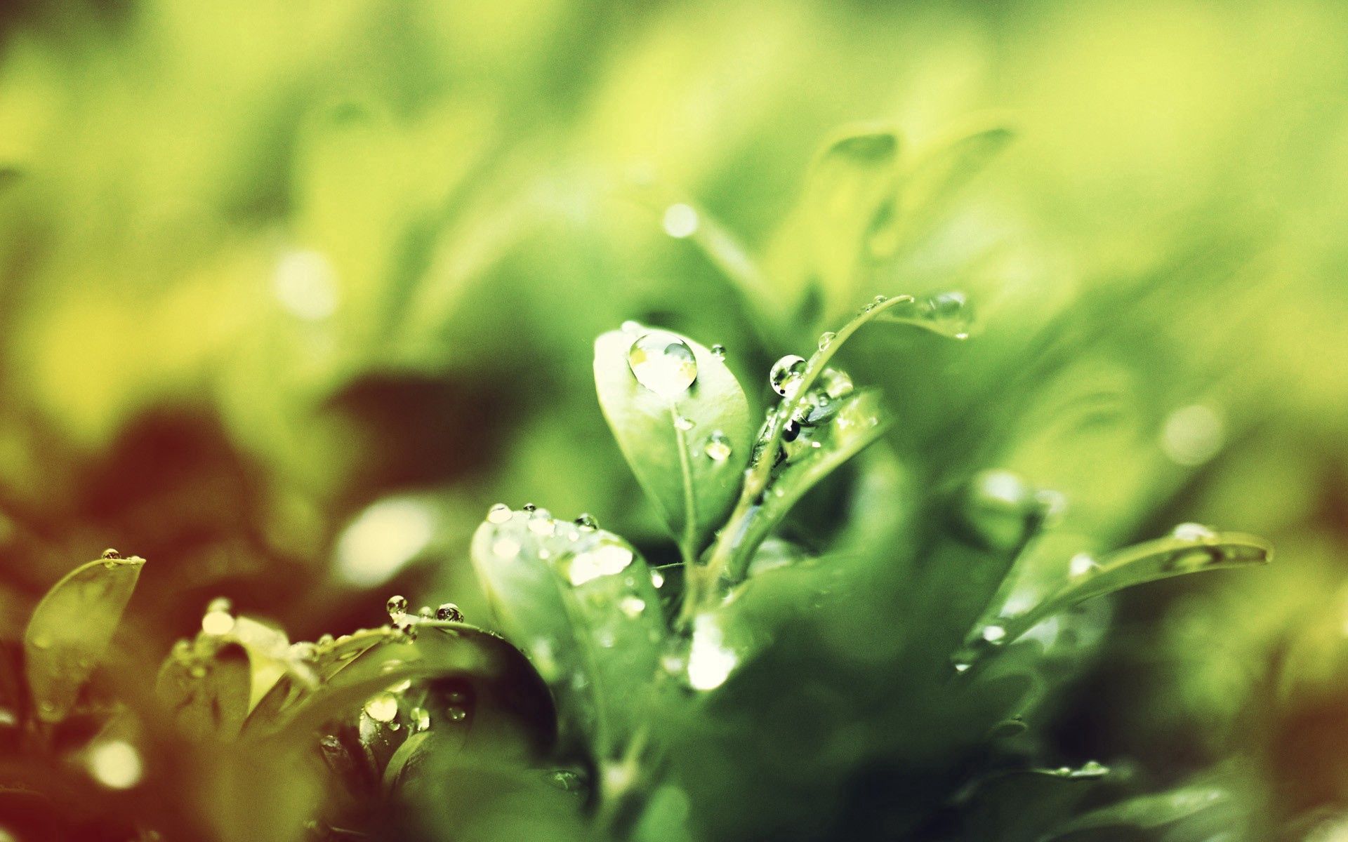Laden Sie das Wasser, Grass, Drops, Makro, Morgen, Tau-Bild kostenlos auf Ihren PC-Desktop herunter