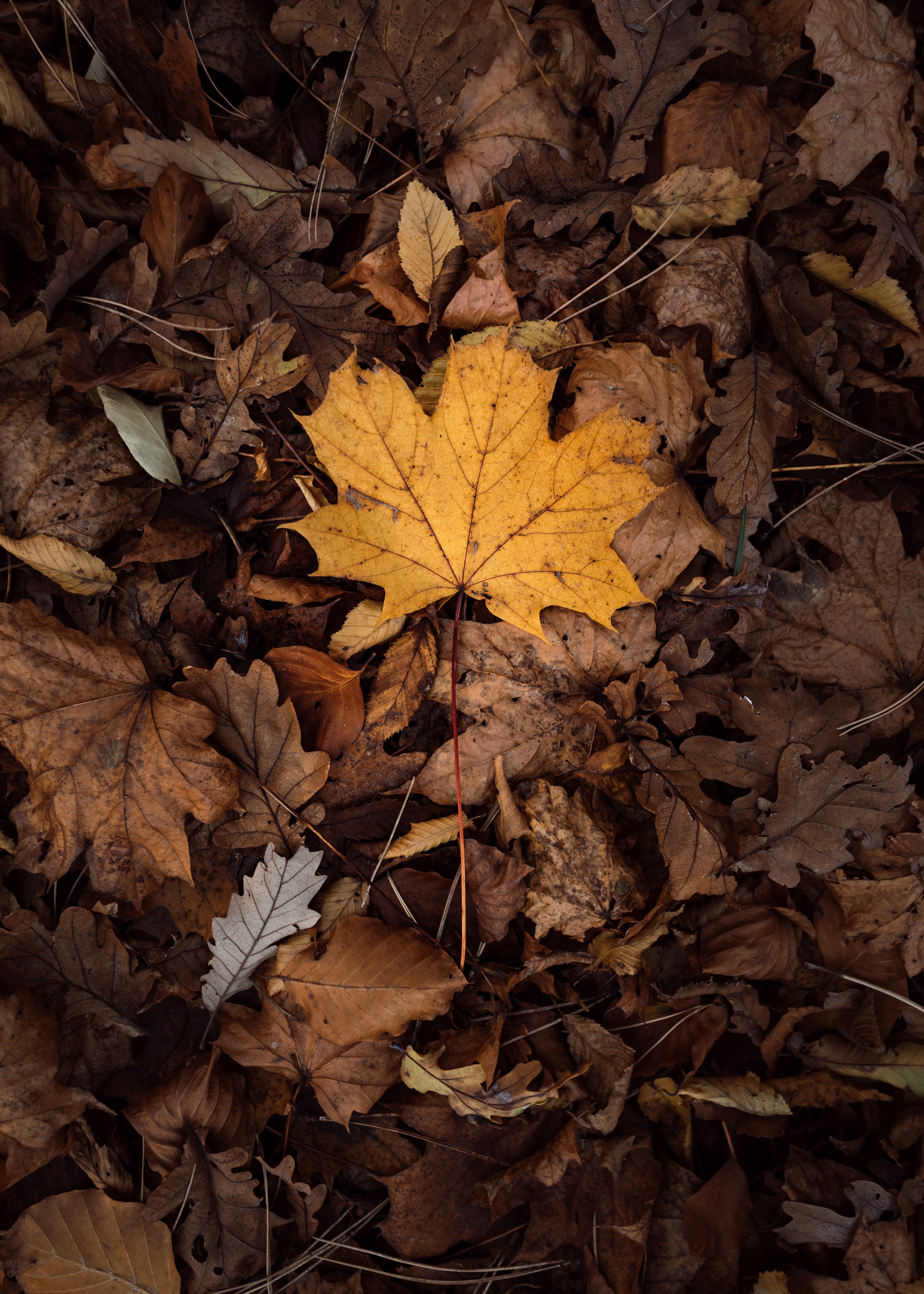Скачать картинку Сухой, Листва, Природа, Листья, Осень в телефон бесплатно.