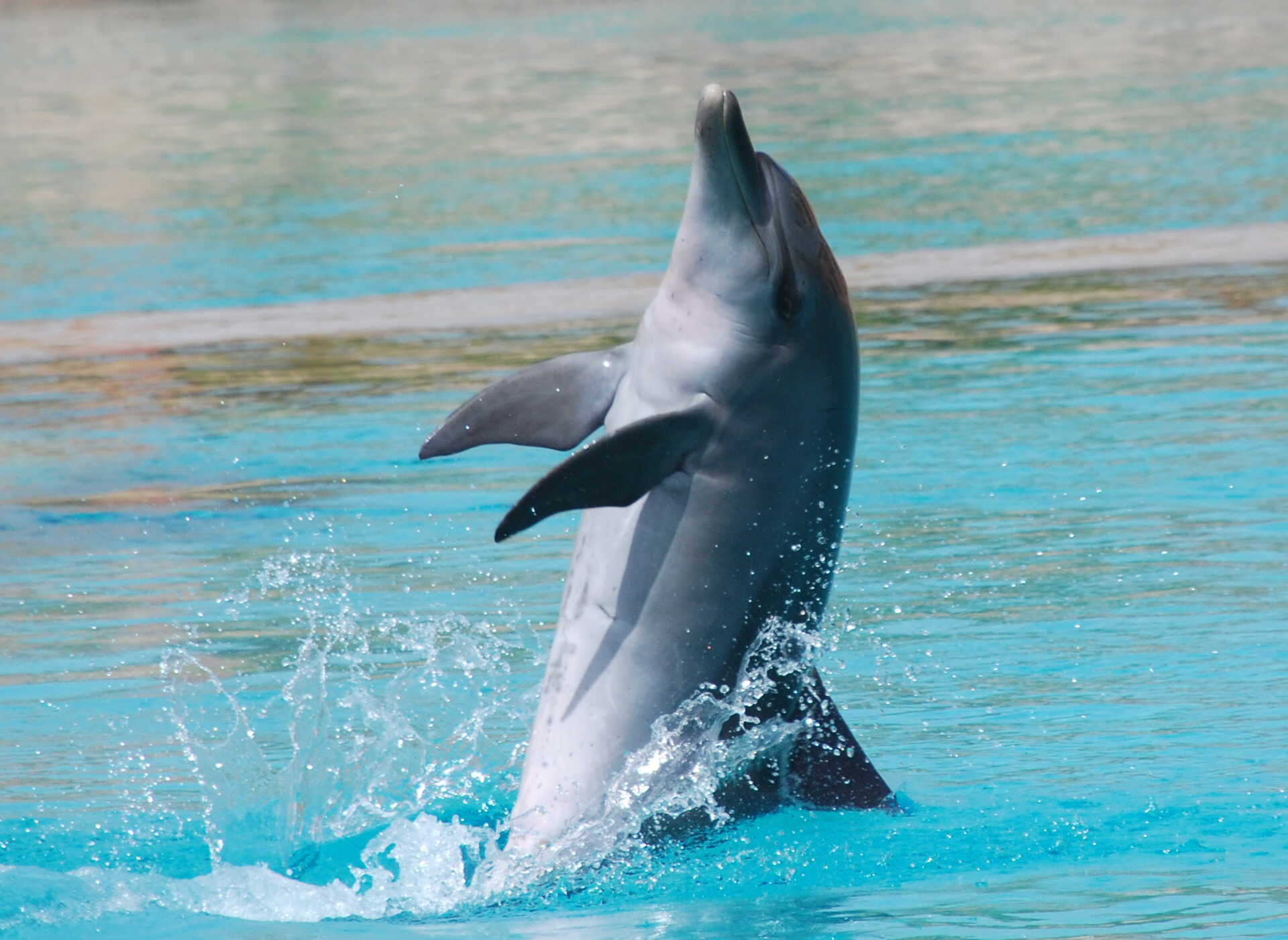 566018 Bildschirmschoner und Hintergrundbilder Delfin auf Ihrem Telefon. Laden Sie  Bilder kostenlos herunter