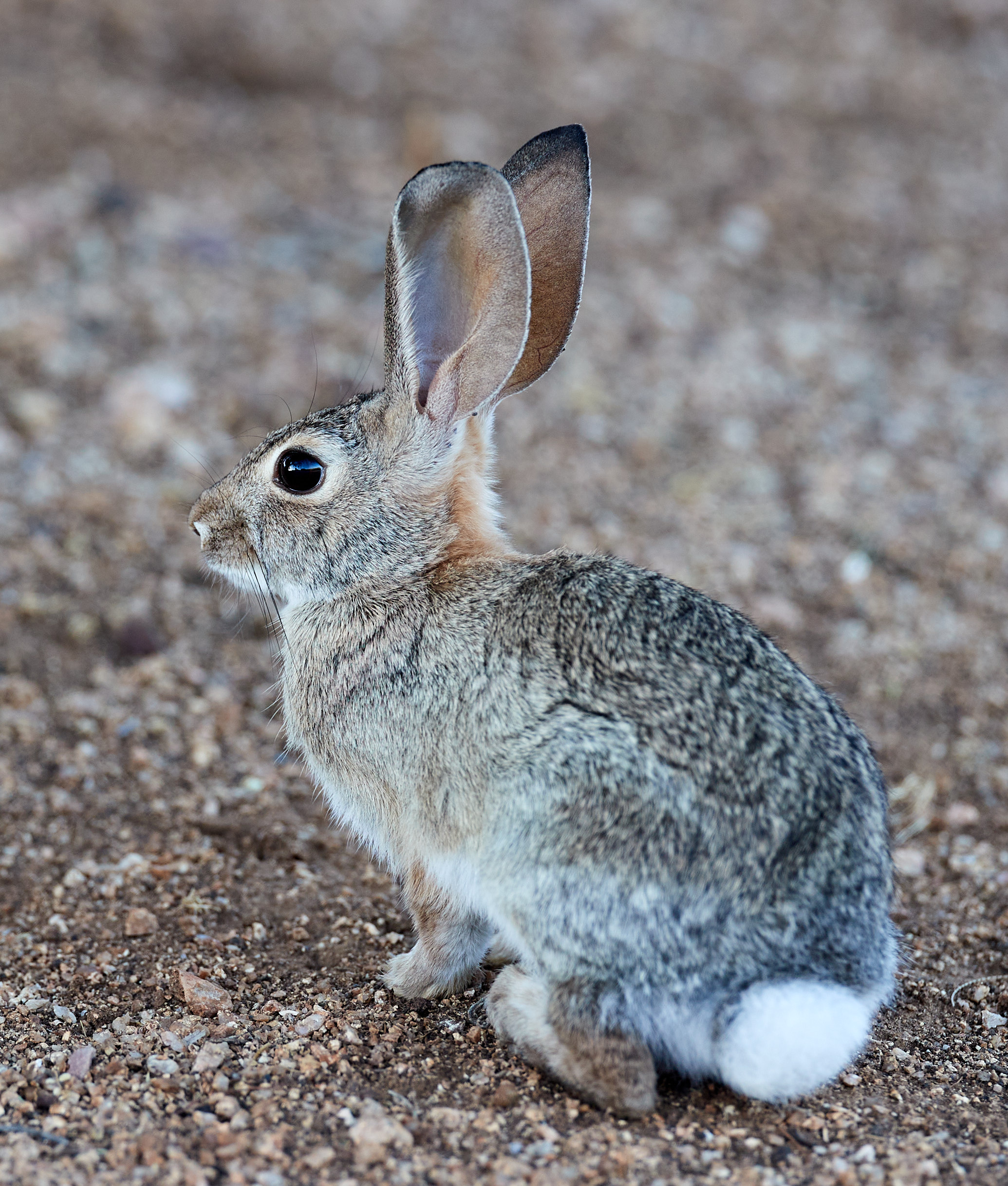 Download mobile wallpaper Profile, Animals, Hare, Animal, Rabbit for free.