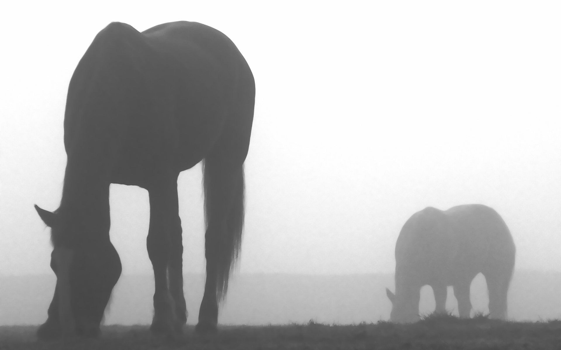 125923画像をダウンロード馬, 闇, 暗い, シルエット, 霧, 影, うま-壁紙とスクリーンセーバーを無料で
