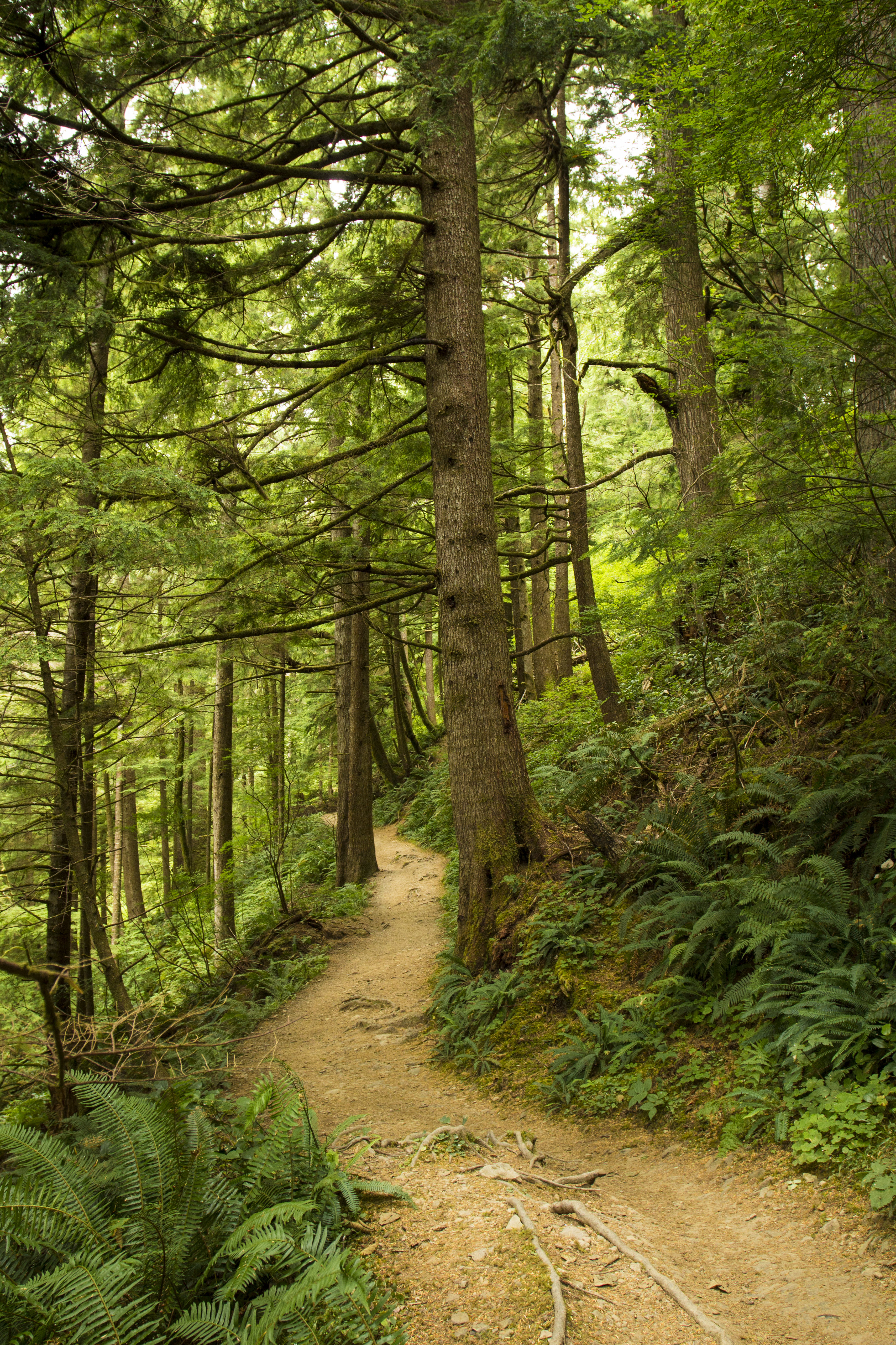 trees, path, nature, fern, forest High Definition image