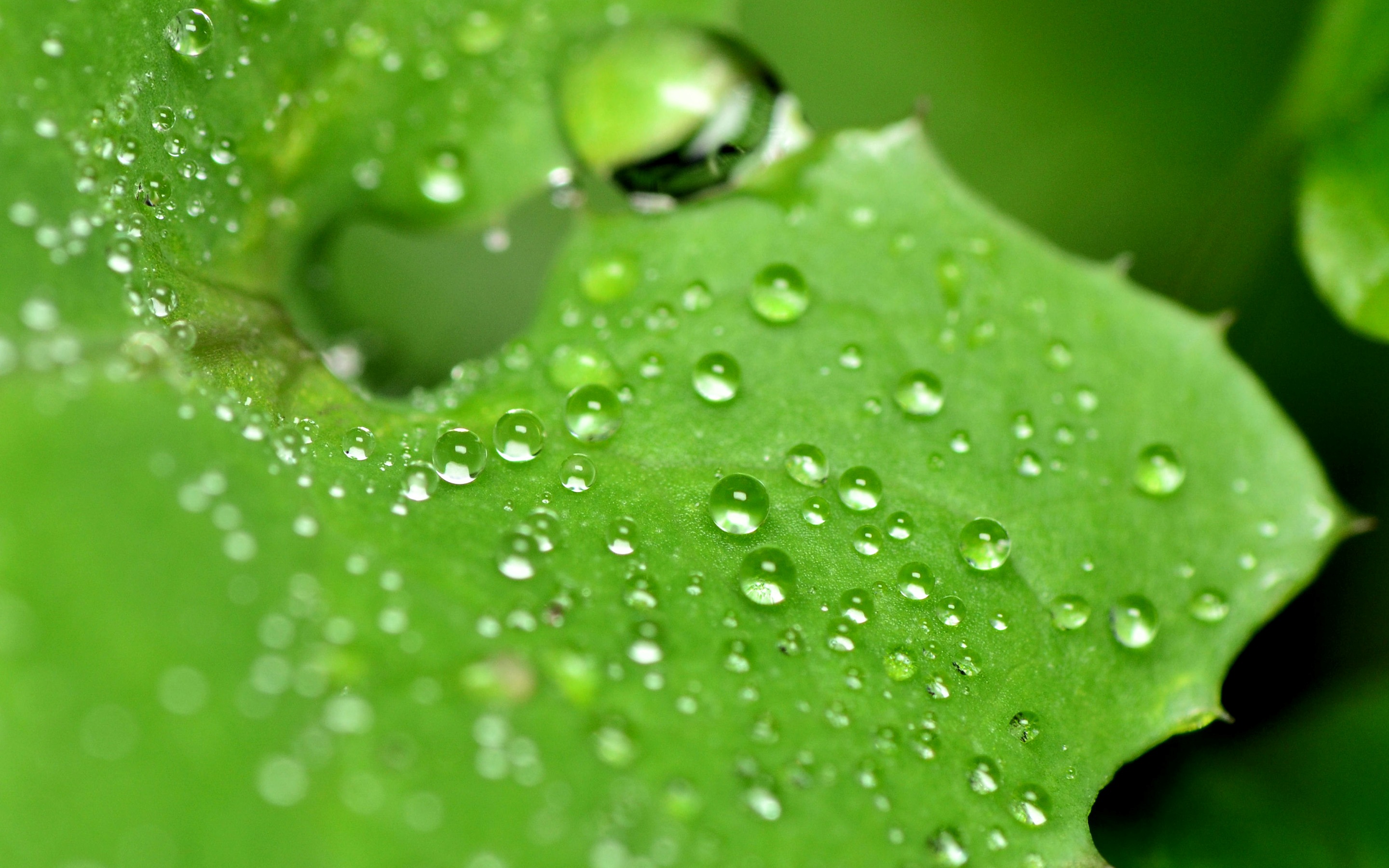 Капли земли. Картинка земли и капли воды 2,5. Капелька на земле. Water droplets on a Leaf. Природа капля воды знак вопроса.