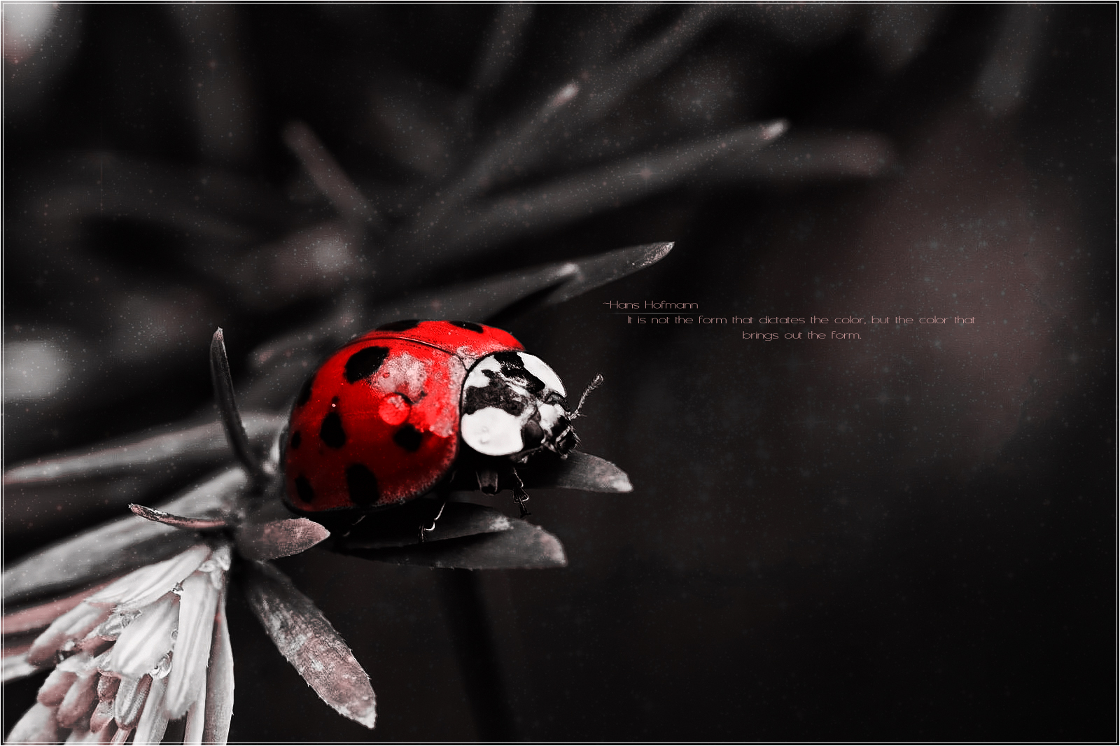 nature, misc, quote, bug, ladybug, red Panoramic Wallpaper