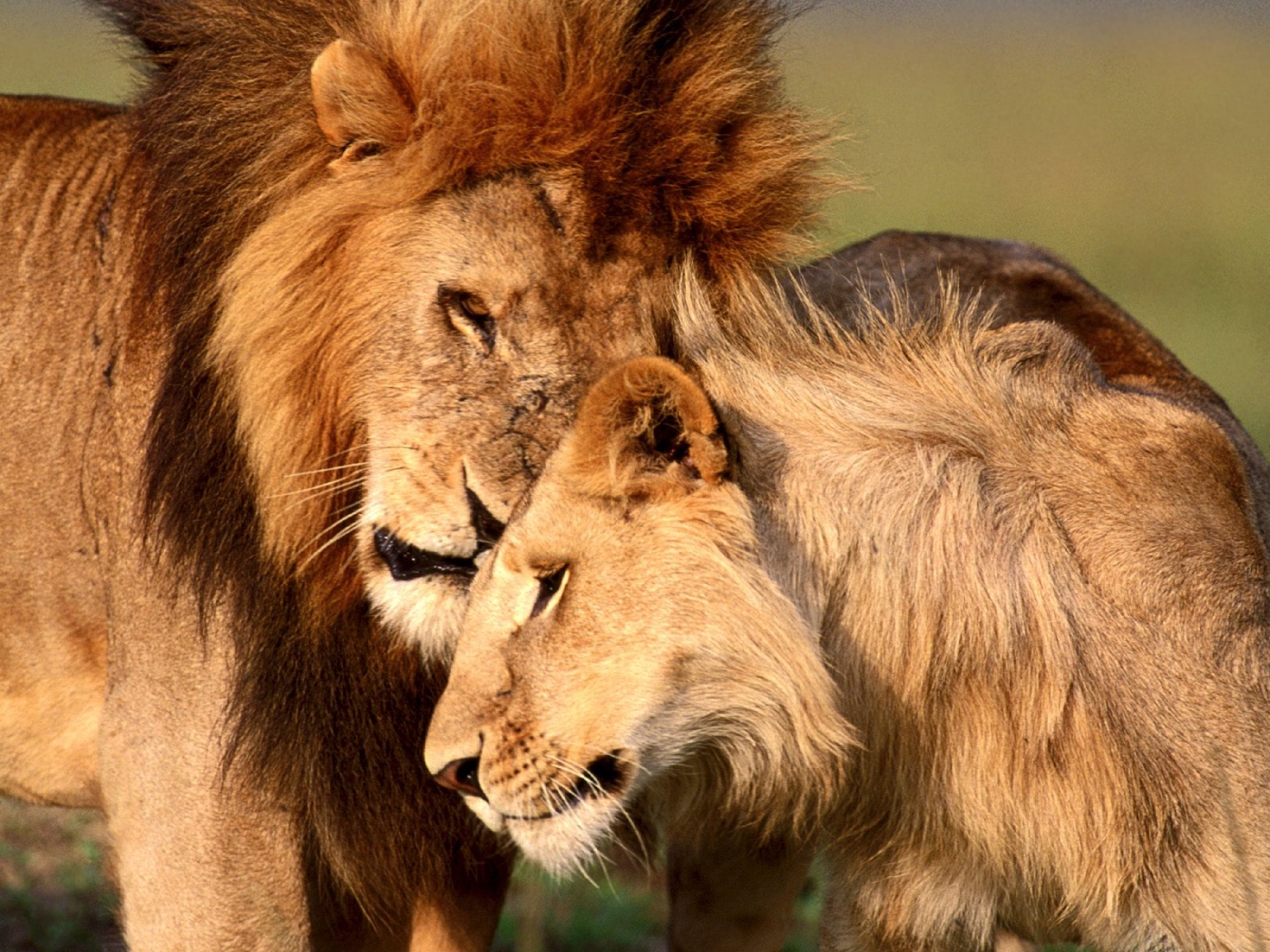 33574 descargar imagen animales, leones, naranja: fondos de pantalla y protectores de pantalla gratis