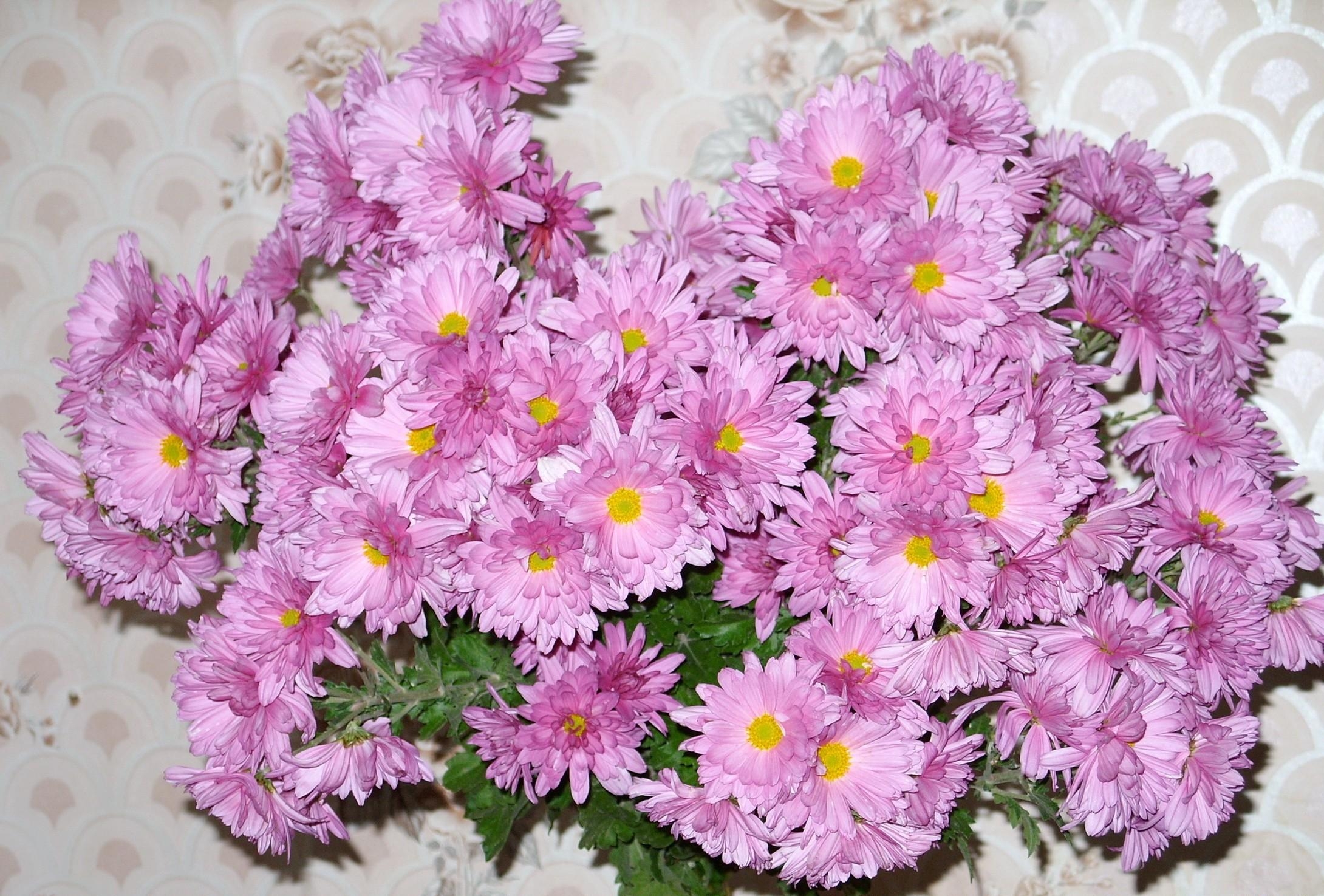 flowers, bouquet, wall, asters