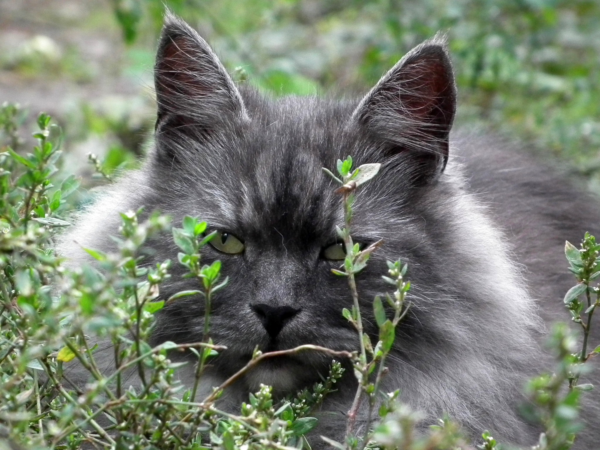 Шерстка. Серый пушистый кот. Серый пушистый кот порода. Серые пушистые коты. Темно серый пушистый кот.