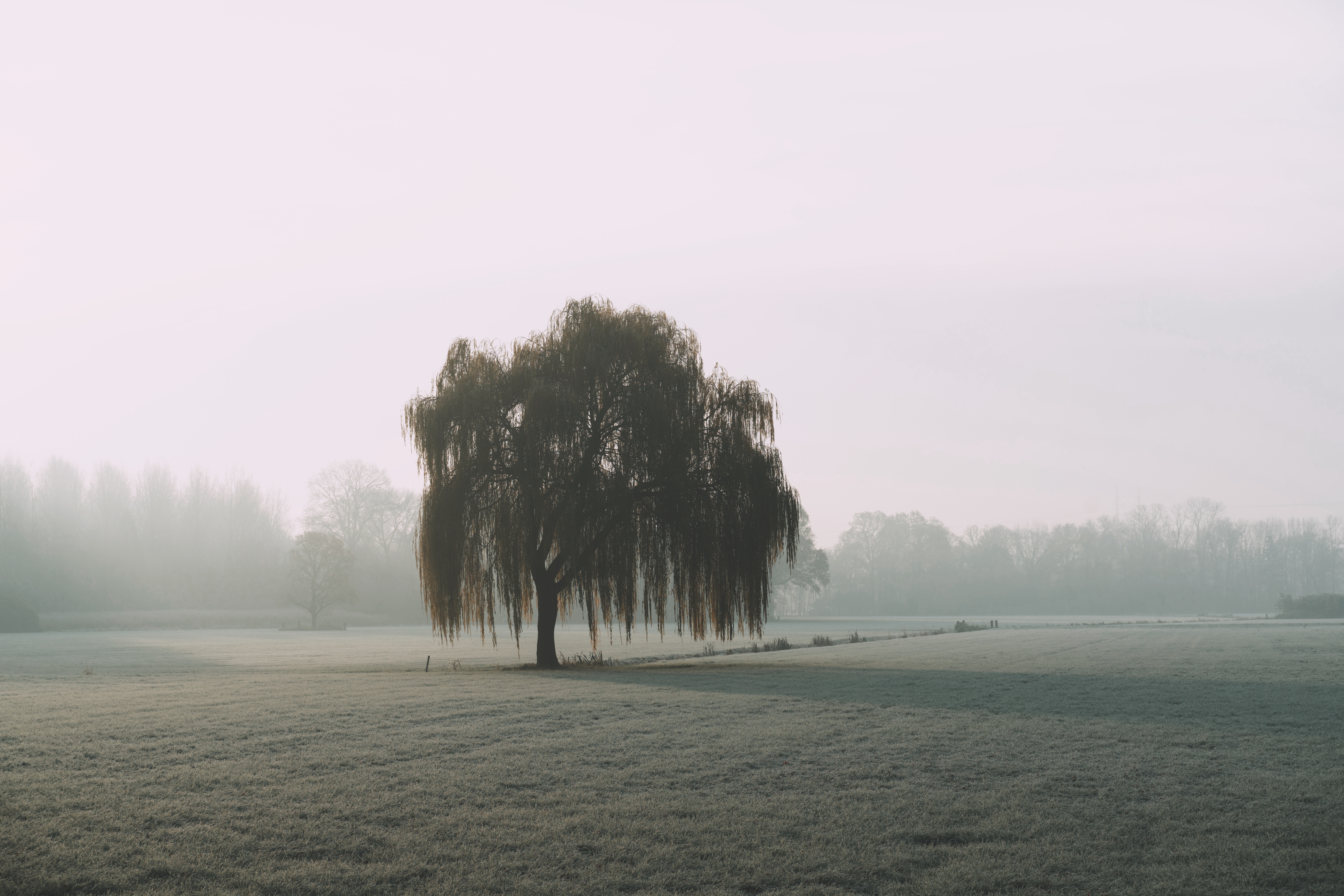 nature, wood, tree, fog, field, willow