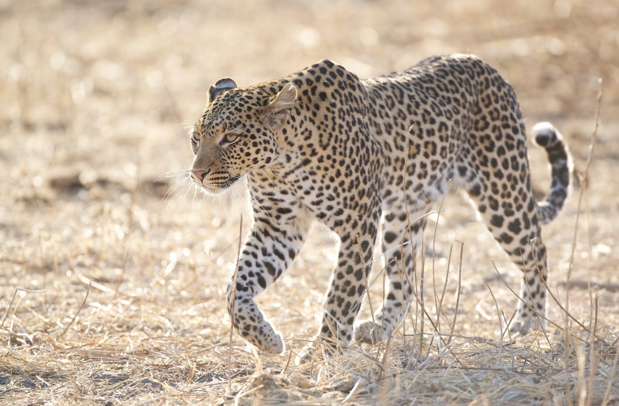 HD wallpaper animal, leopard, savannah, cats
