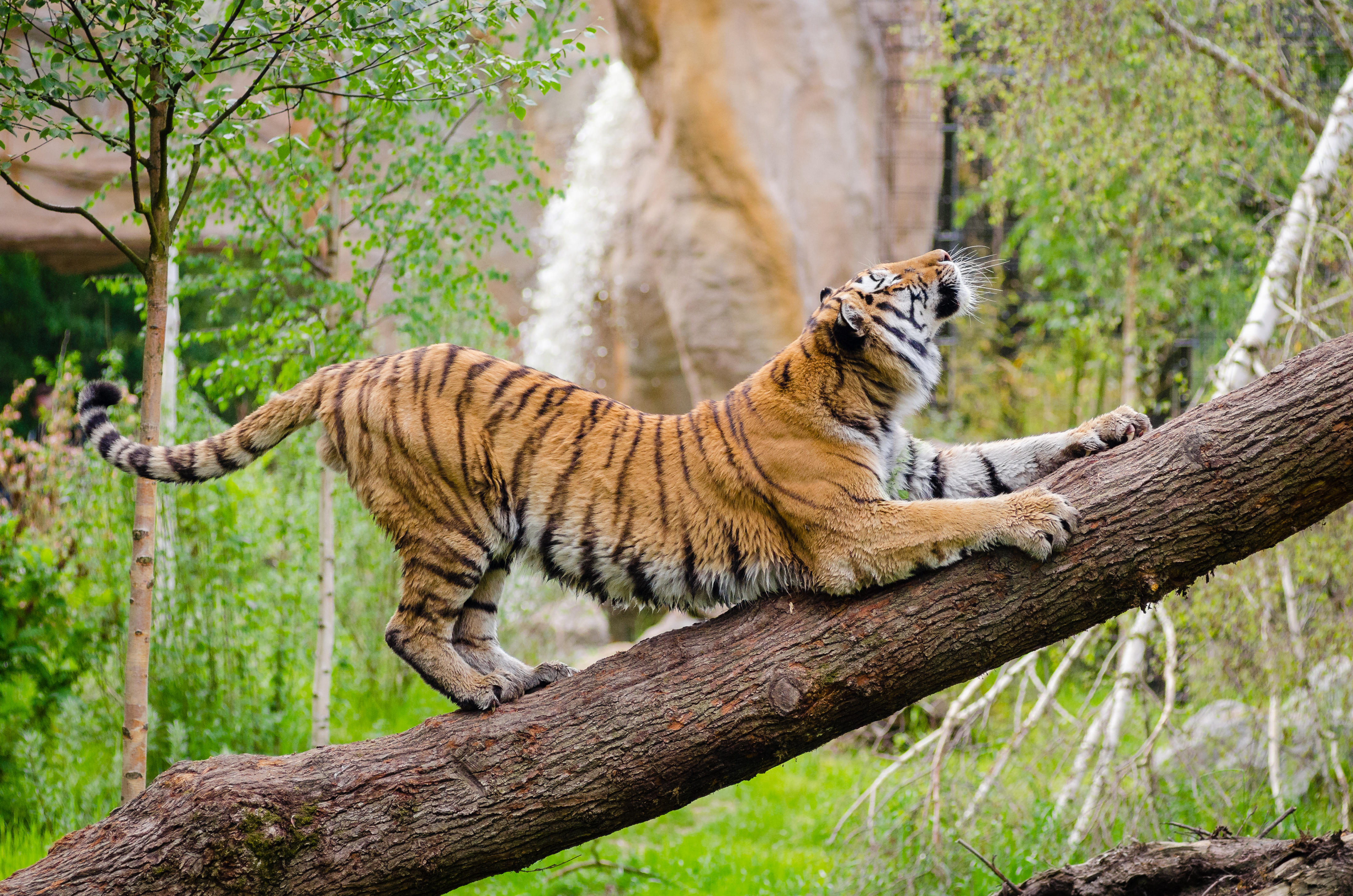 animals, wood, tree, predator, tiger, stretch download HD wallpaper