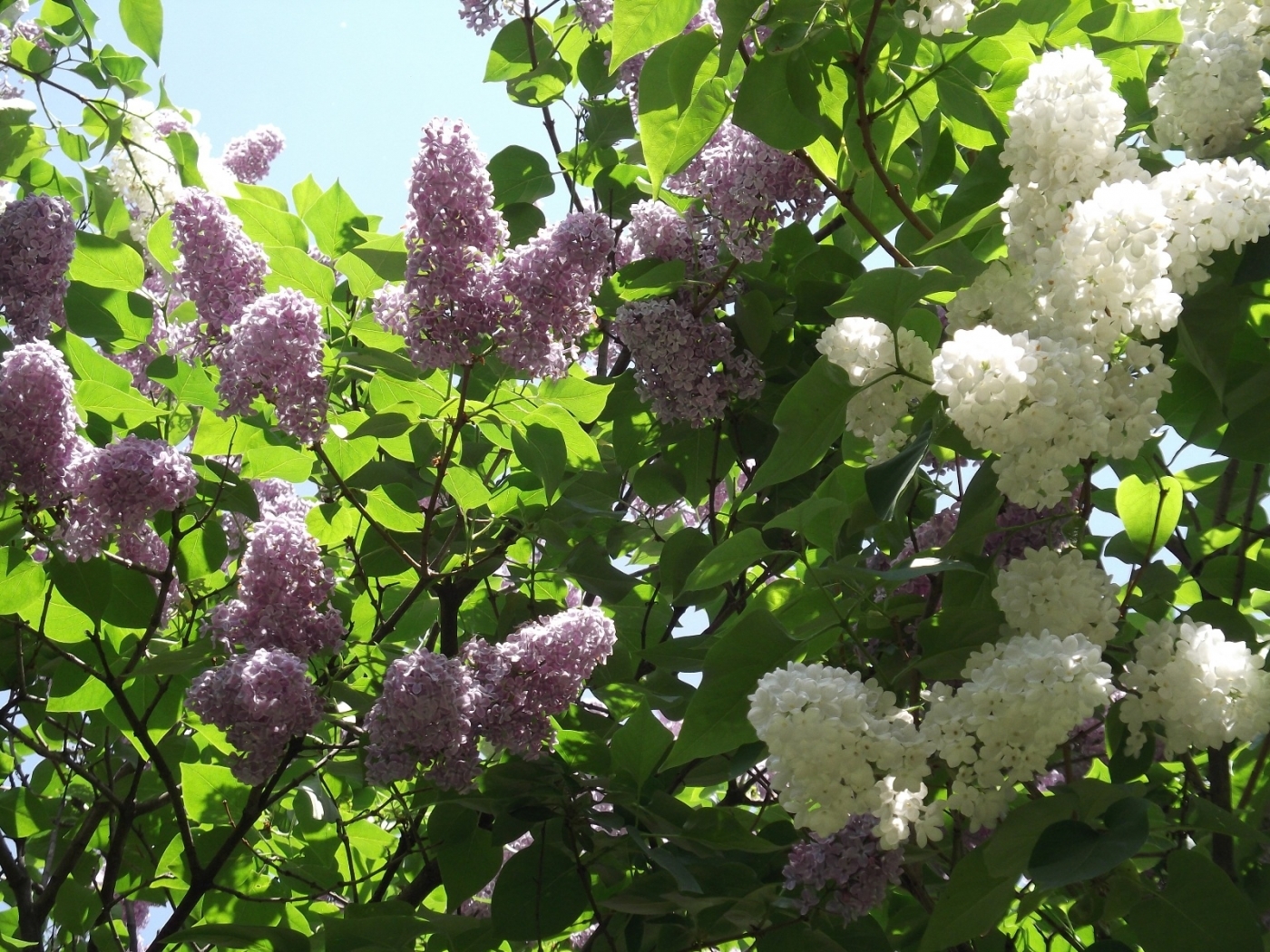 Free download wallpaper Plants, Flowers, Trees, Lilac on your PC desktop