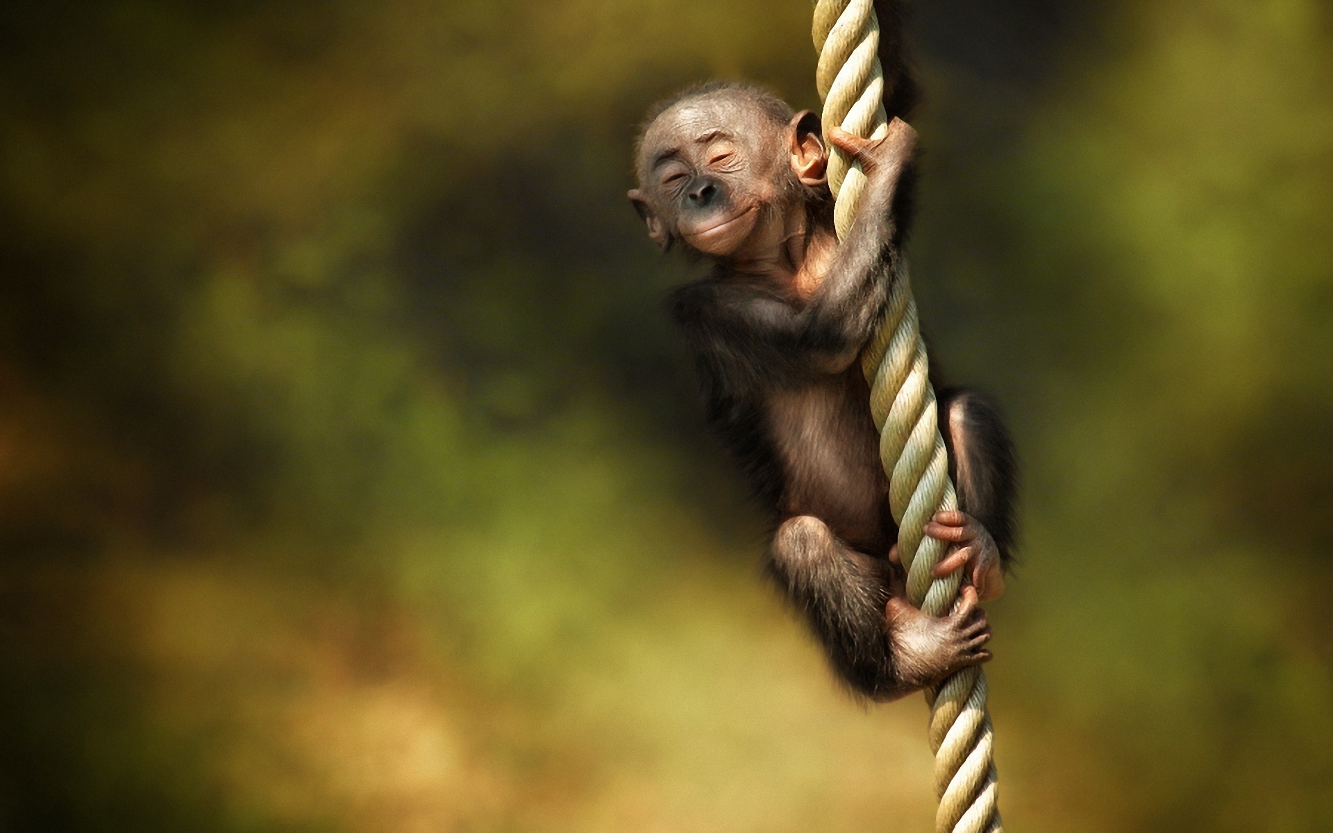 231407 descargar fondo de pantalla animales, mono, monos: protectores de pantalla e imágenes gratis