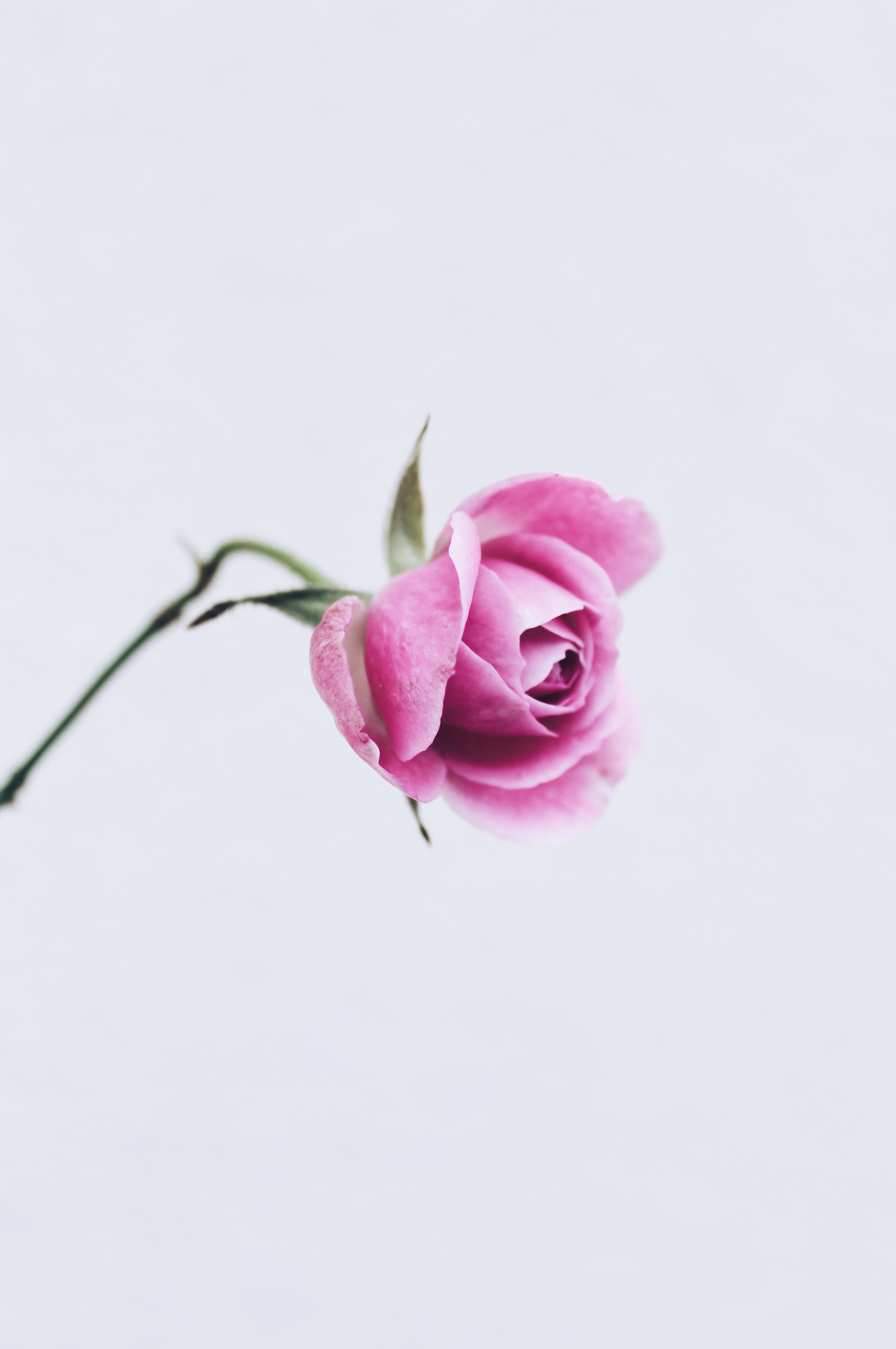 rose flower, flowers, pink, flower, rose, minimalism, close up Full HD