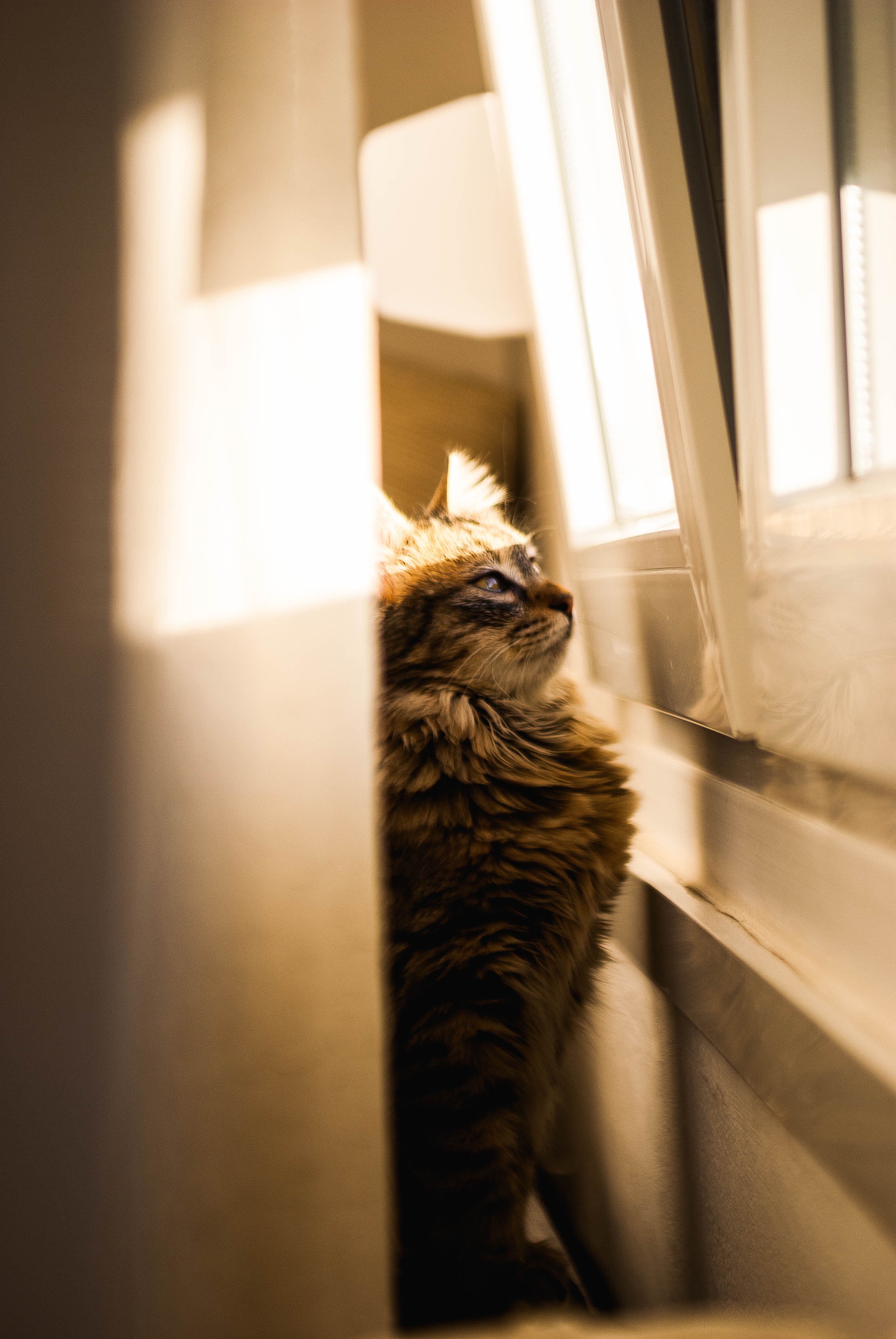 animals, cat, window, sunlight, observation