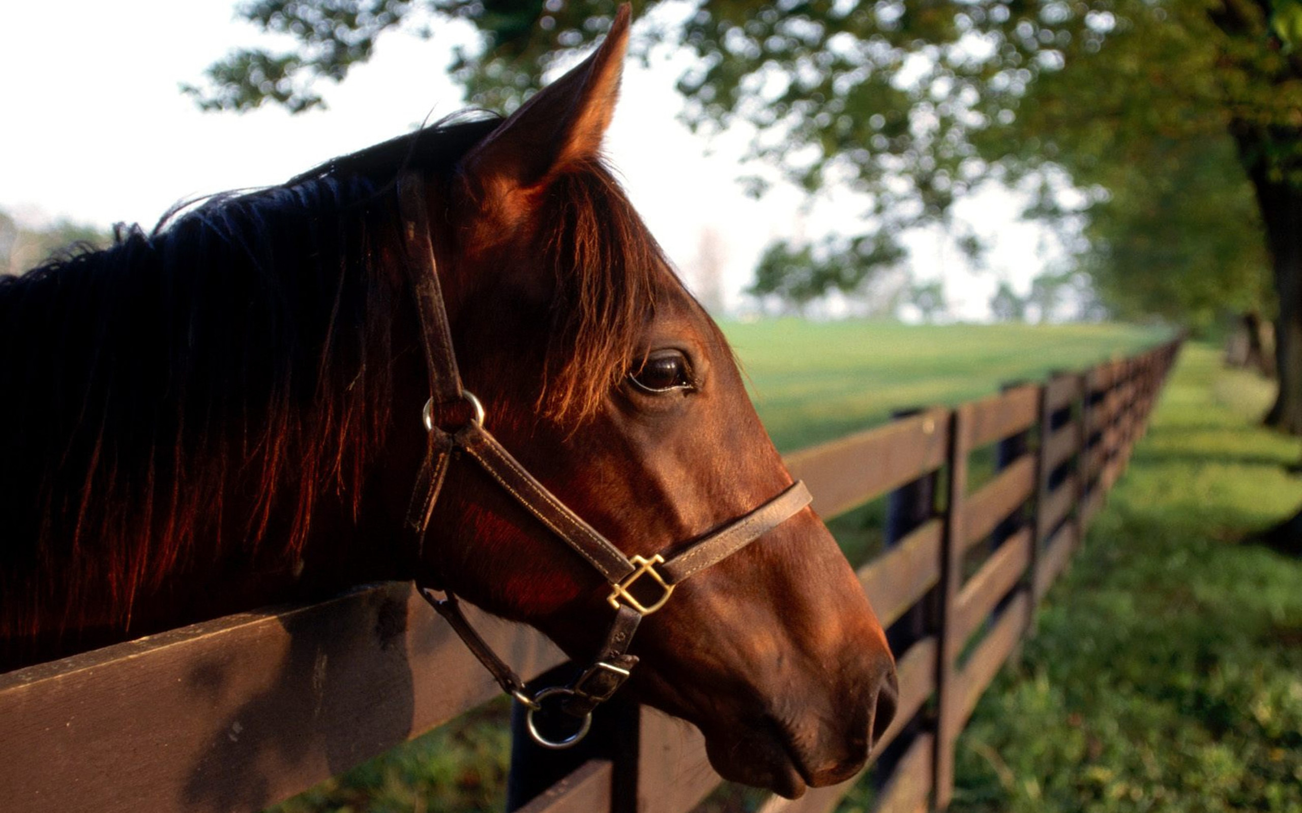 The horse. Лошади. Фотографии лошадей. Загон для лошадей. Красивый загон для лошадей.