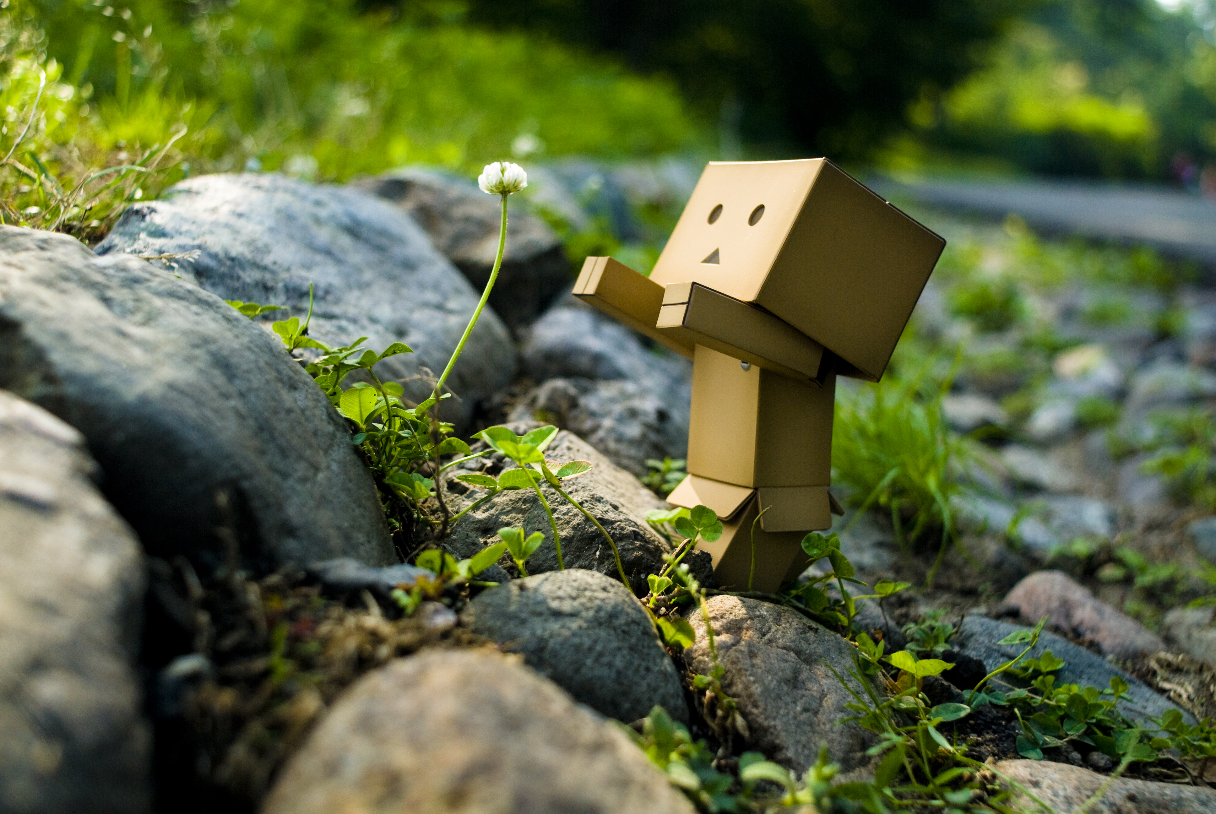 Danbo road Wallpaper for iPhone 11, Pro Max, X, 8, 7, 6 - Free Download on  3Wallpapers