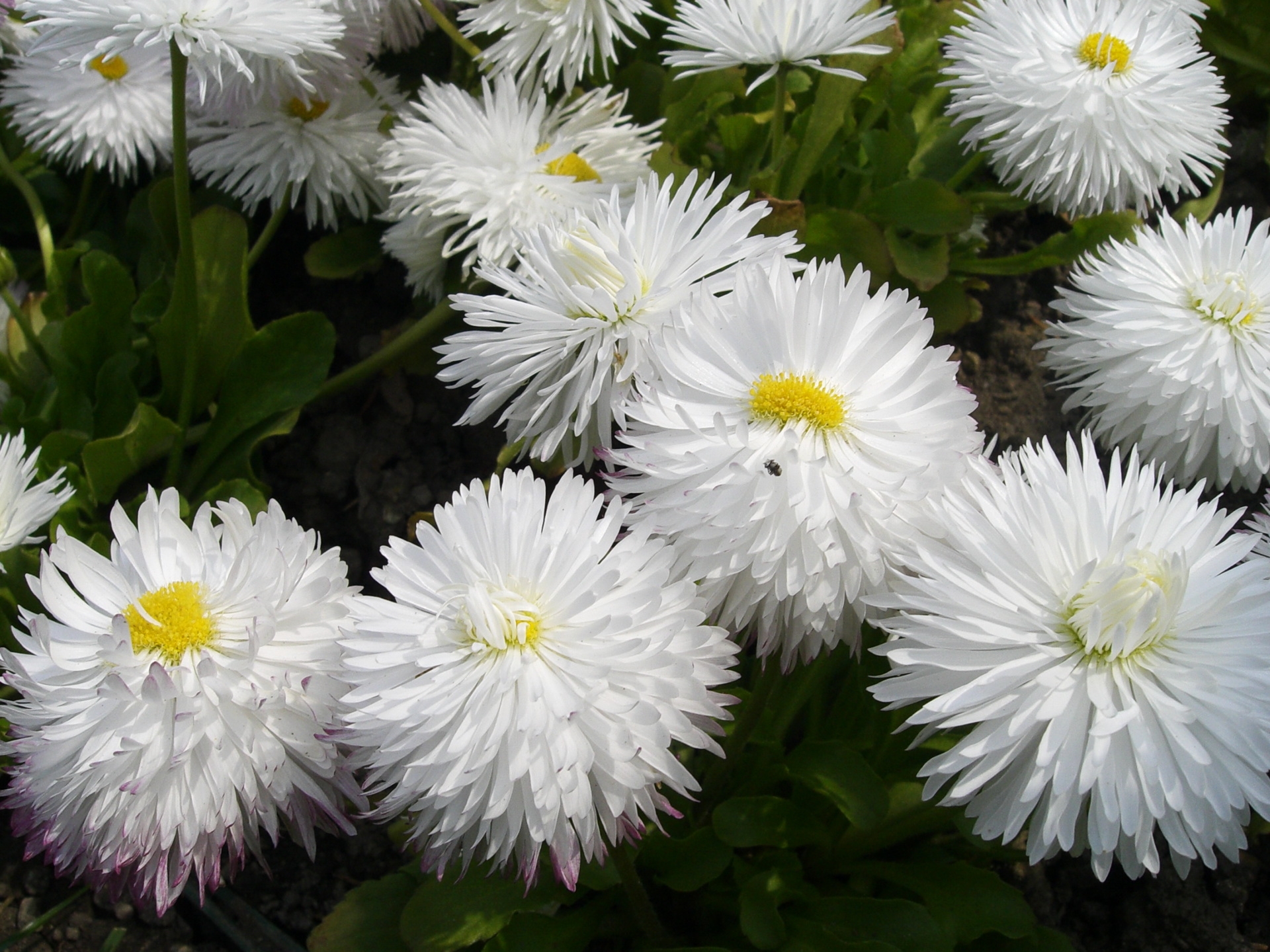 greens, flowers, white, close up, snow white, daisies QHD