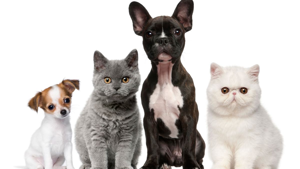 Животные породы кошек и собак. Груминг собак и кошек. Пляж кошка собака. Фото кошки собаки 125х50 px. Собак ДС.