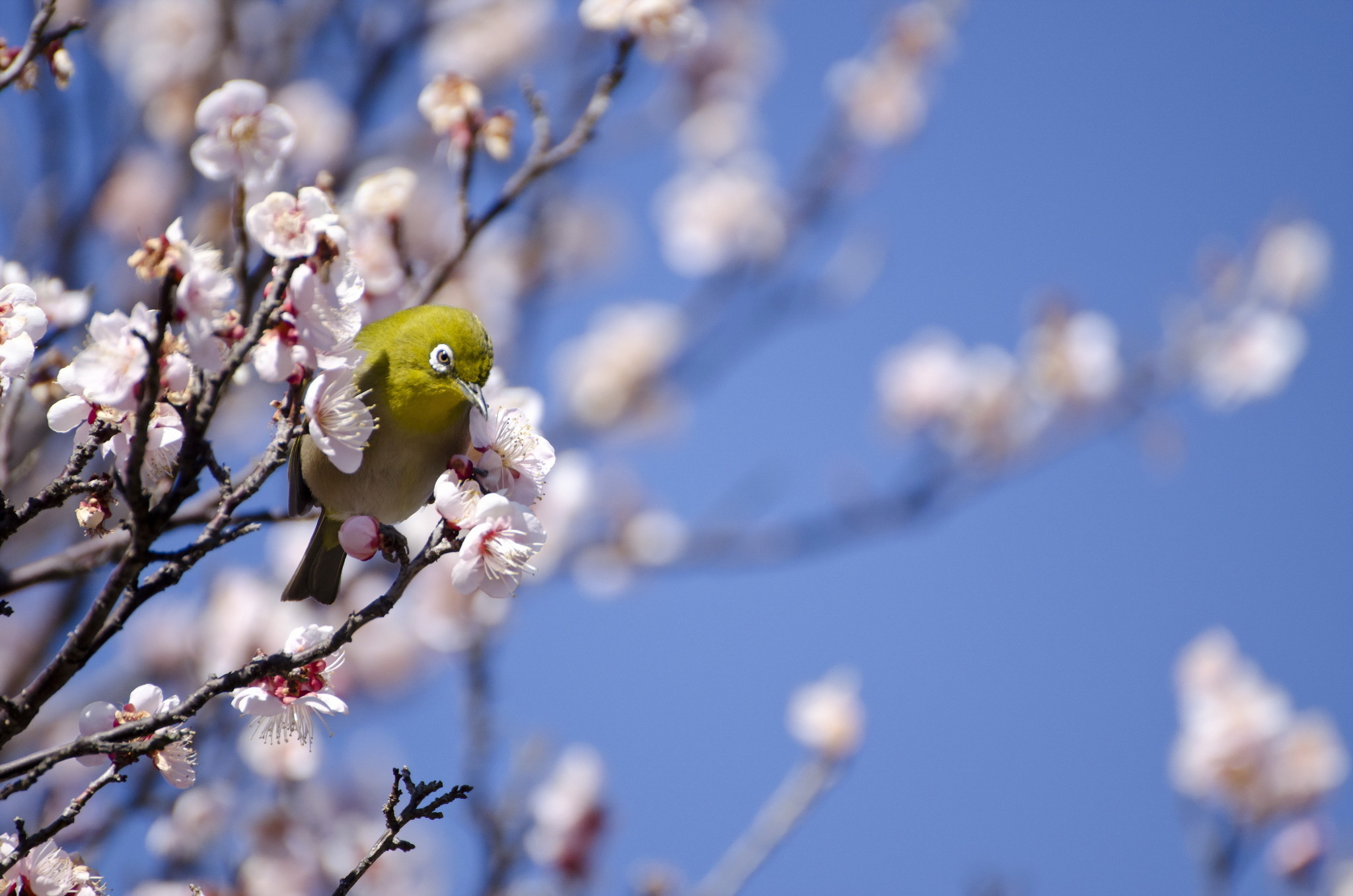 Весна природа птицы