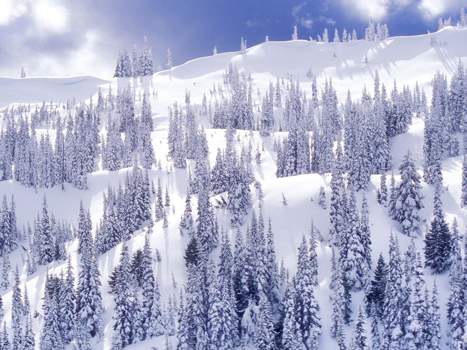 Download mobile wallpaper Fir Trees, Winter, Landscape for free.