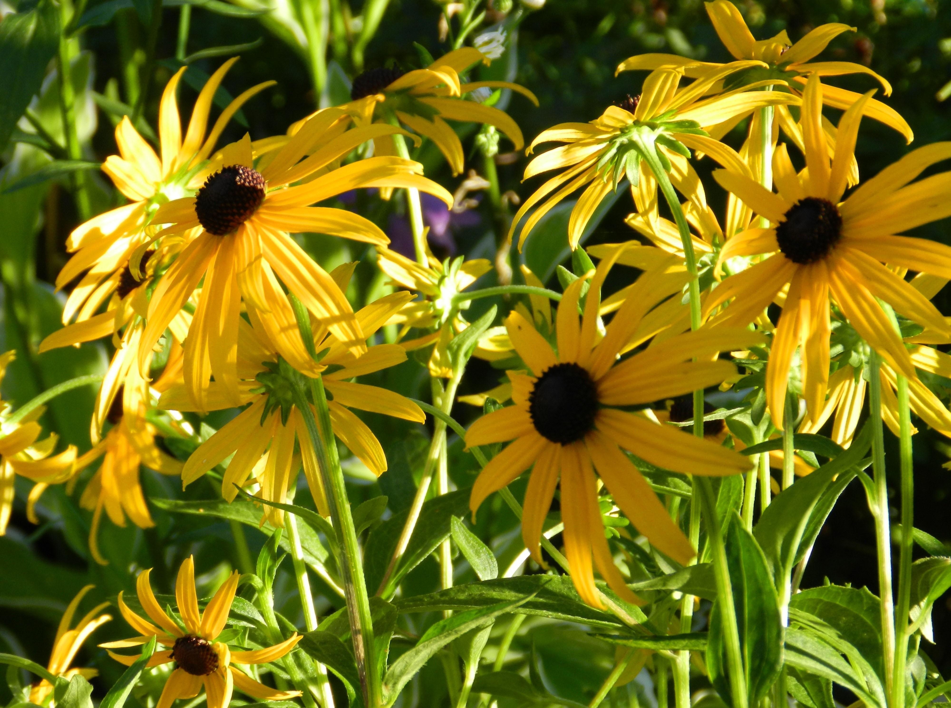 flowers, close up, flower bed, flowerbed, sharpness, rudbeckia, rudbekia cell phone wallpapers
