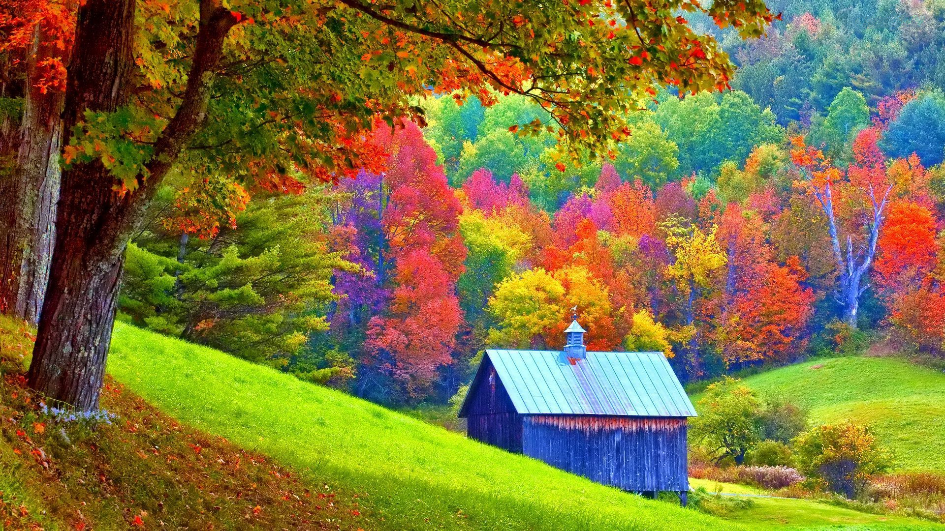 man made, shed, fall, forest, tree