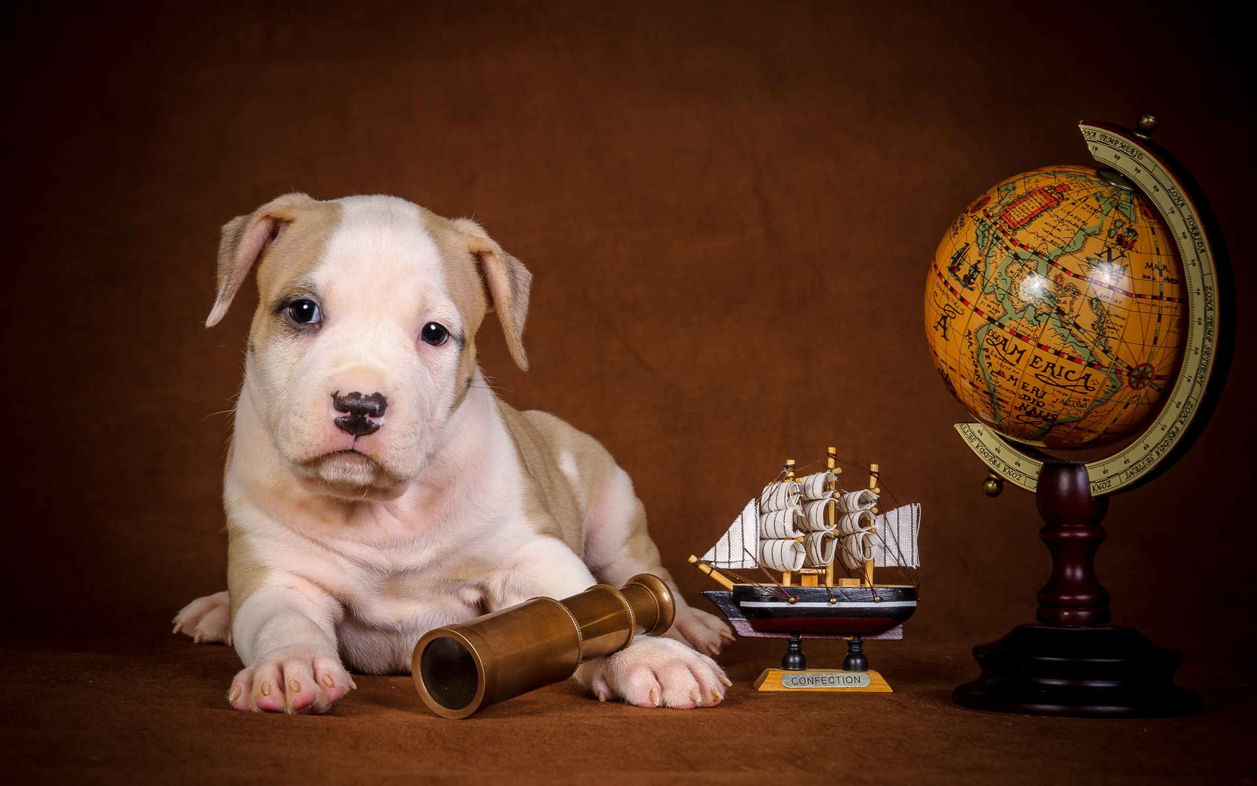 Mobile wallpaper animal, puppy, cute, dog, globe, dogs