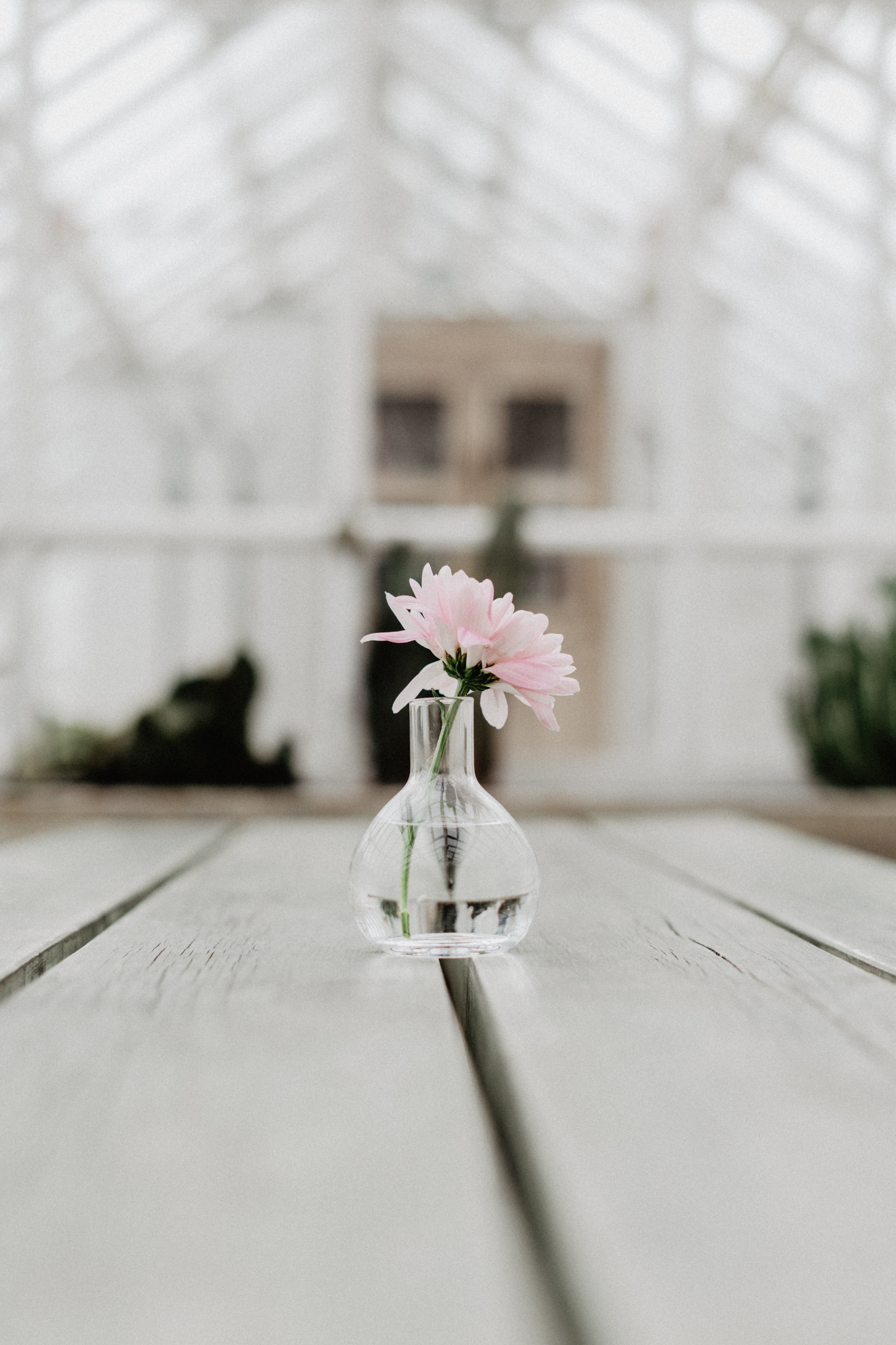 Download mobile wallpaper Flowers, Flower, Vase, Glass, Pink for free.