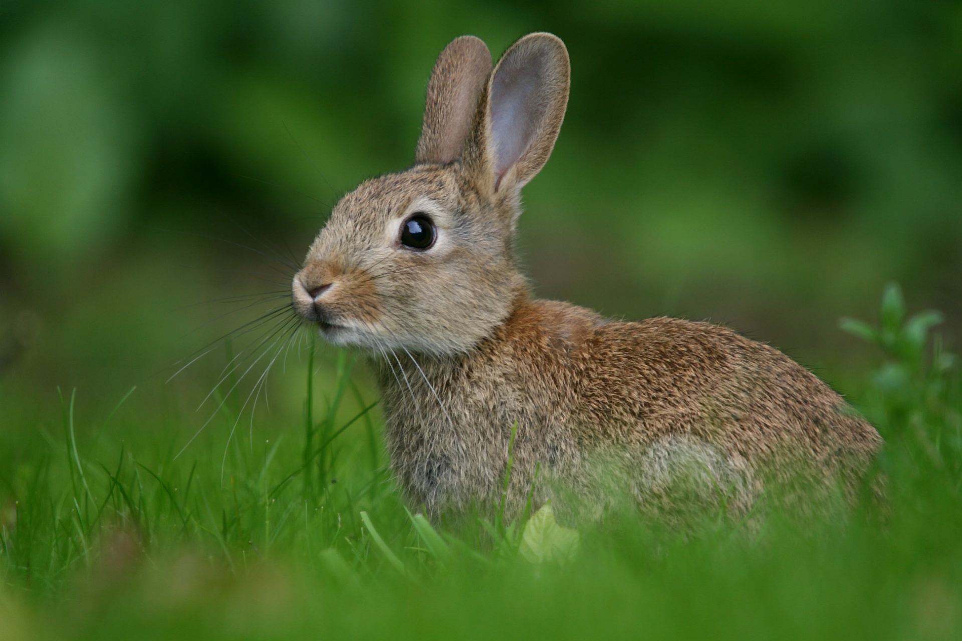 wallpapers animal, hare