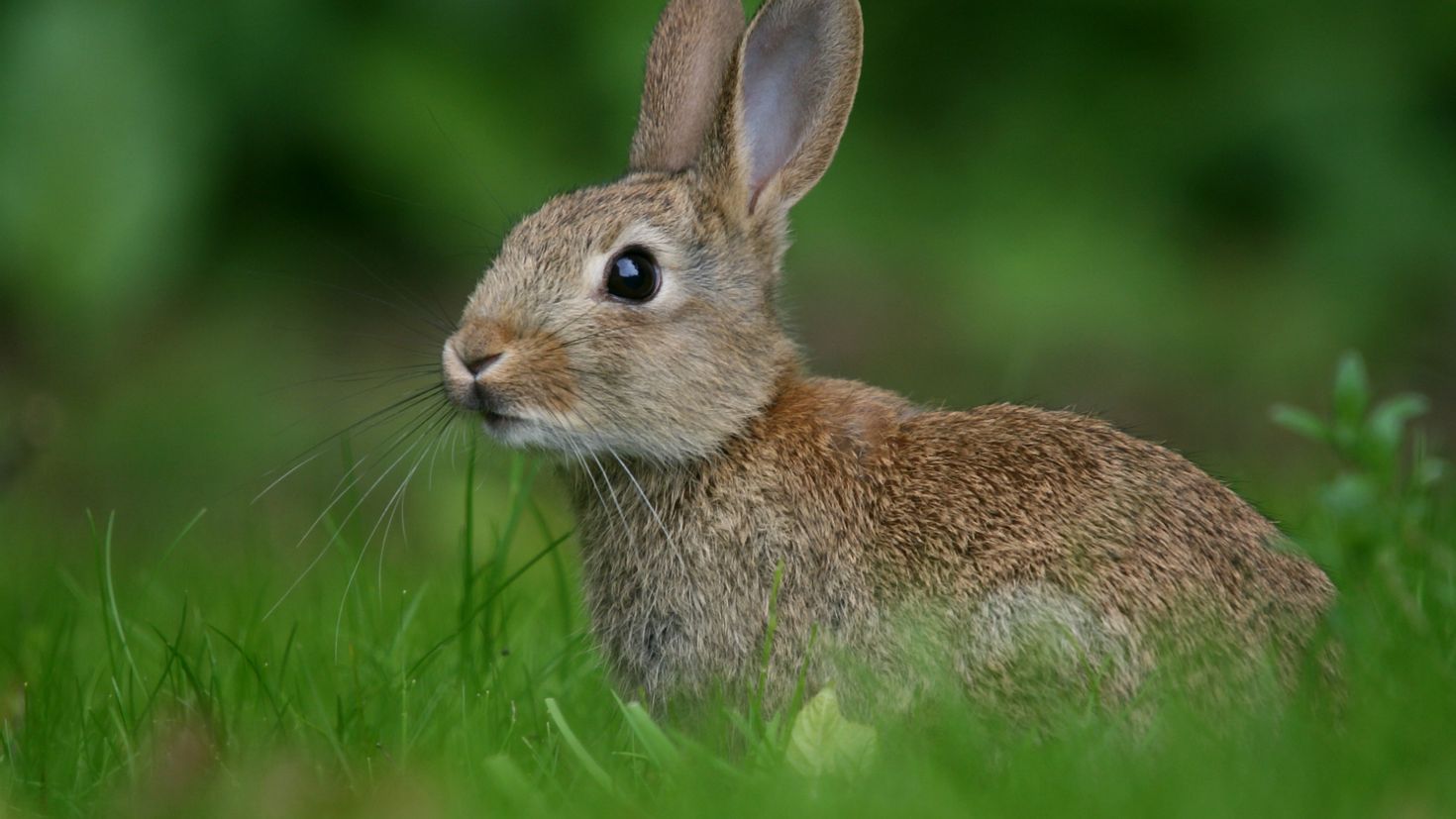 Hare's. Заяц-Русак. Заяц-Русак (лат. Lepus europaeus). Заяц Русак летом. Lepus europaeus (Pallas, 1778) - заяц-Русак.