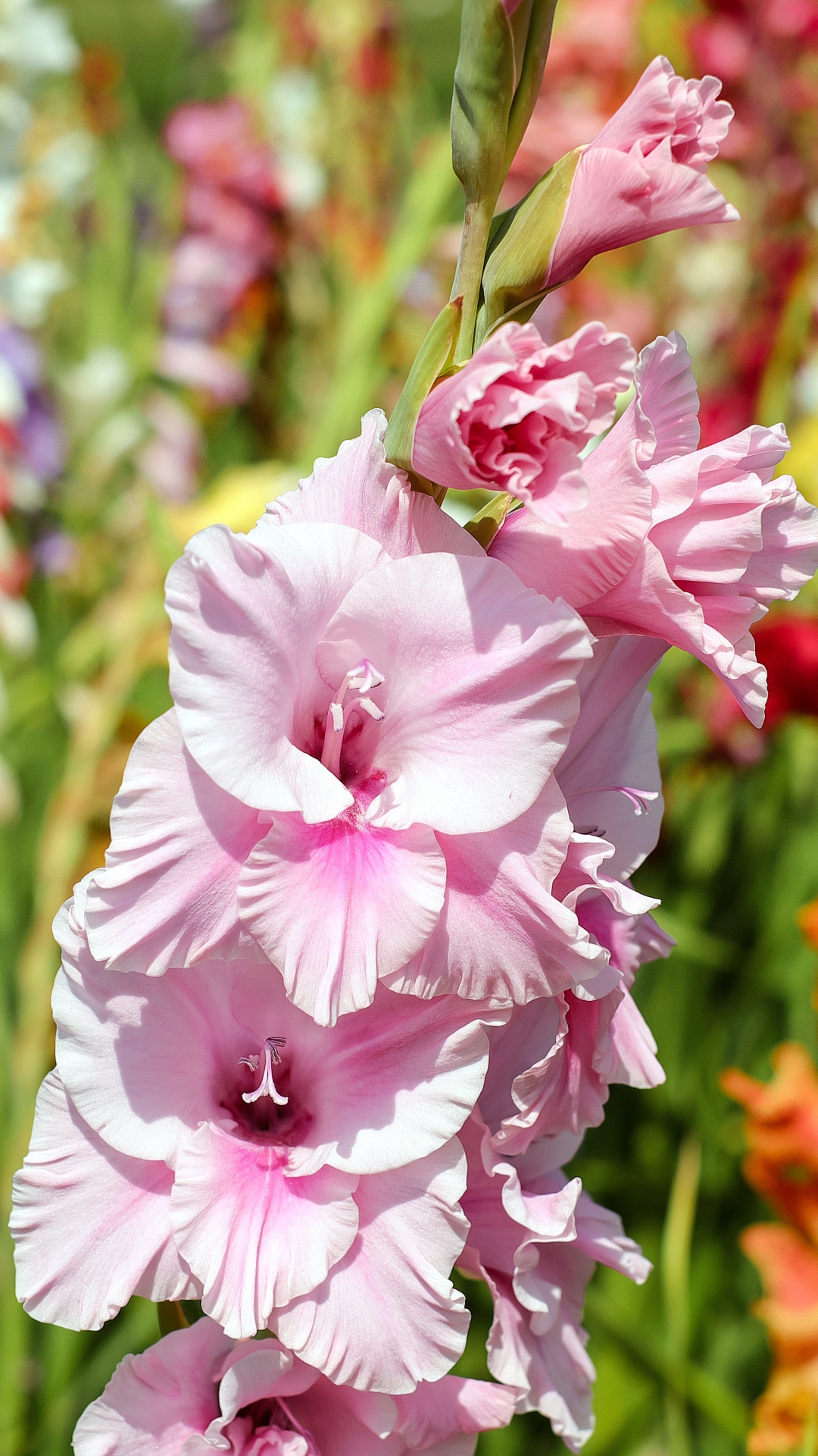 gladiolus, earth, nature, flower, pink flower, flowers 1080p